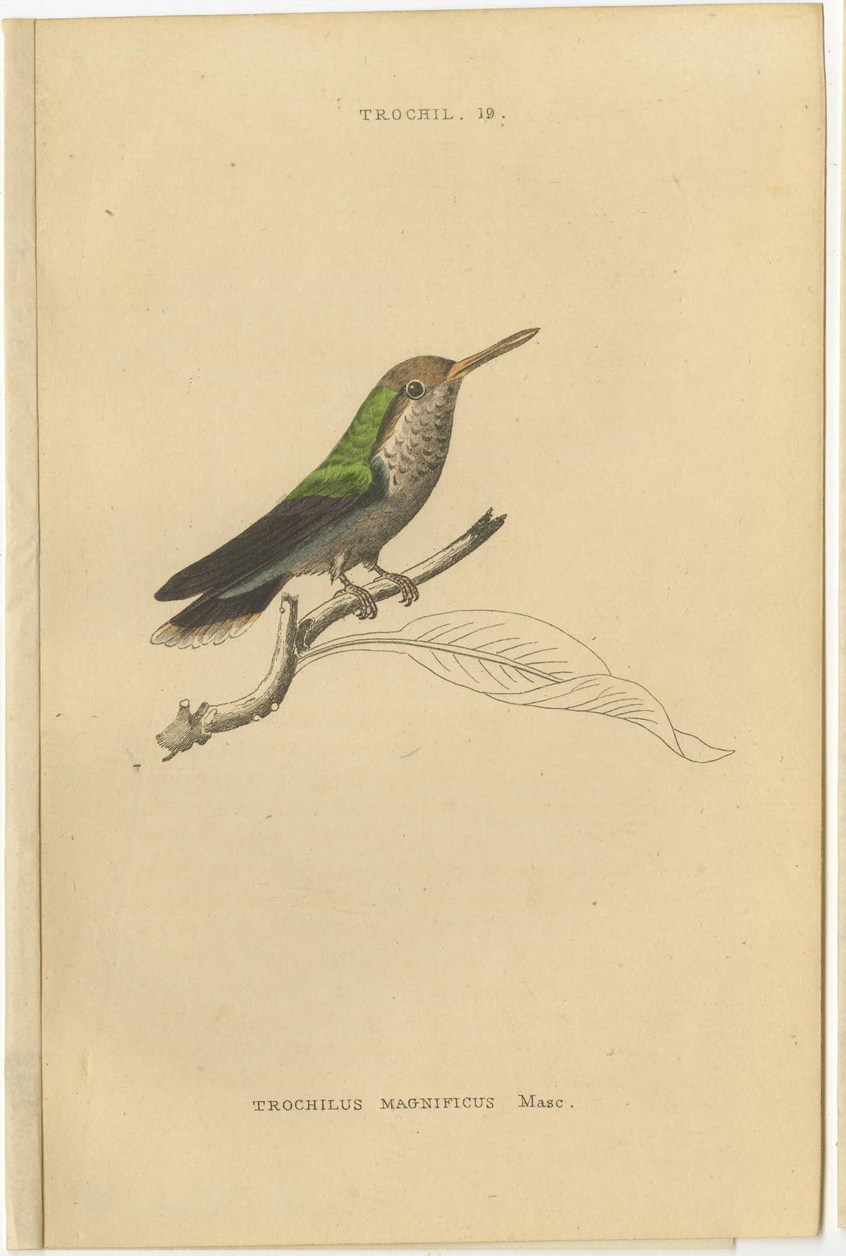 Set of 8 Antique Bird Prints, Violet-Tufted Hummingbird, by Jardine '1837'
