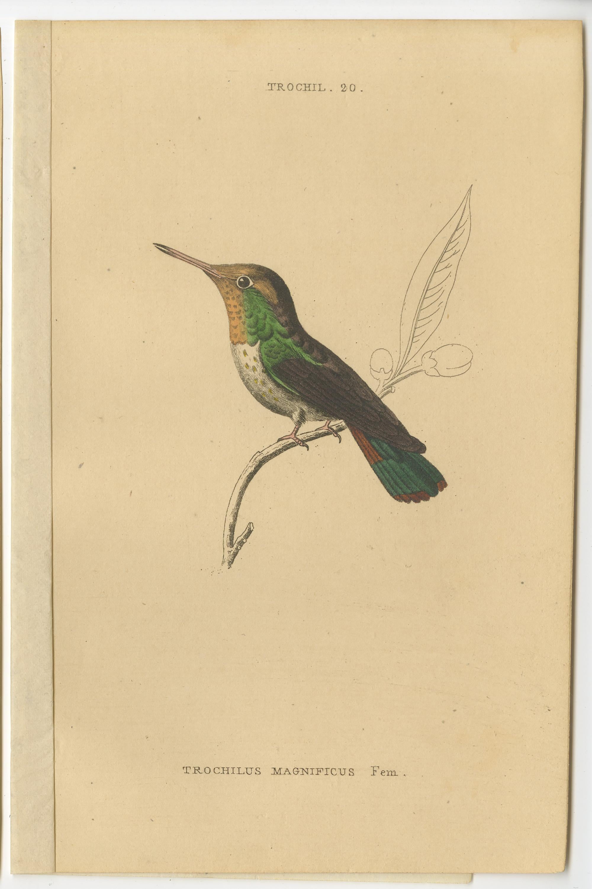 Set of 8 Antique Bird Prints, Violet-Tufted Hummingbird, by Jardine '1837' For Sale 1