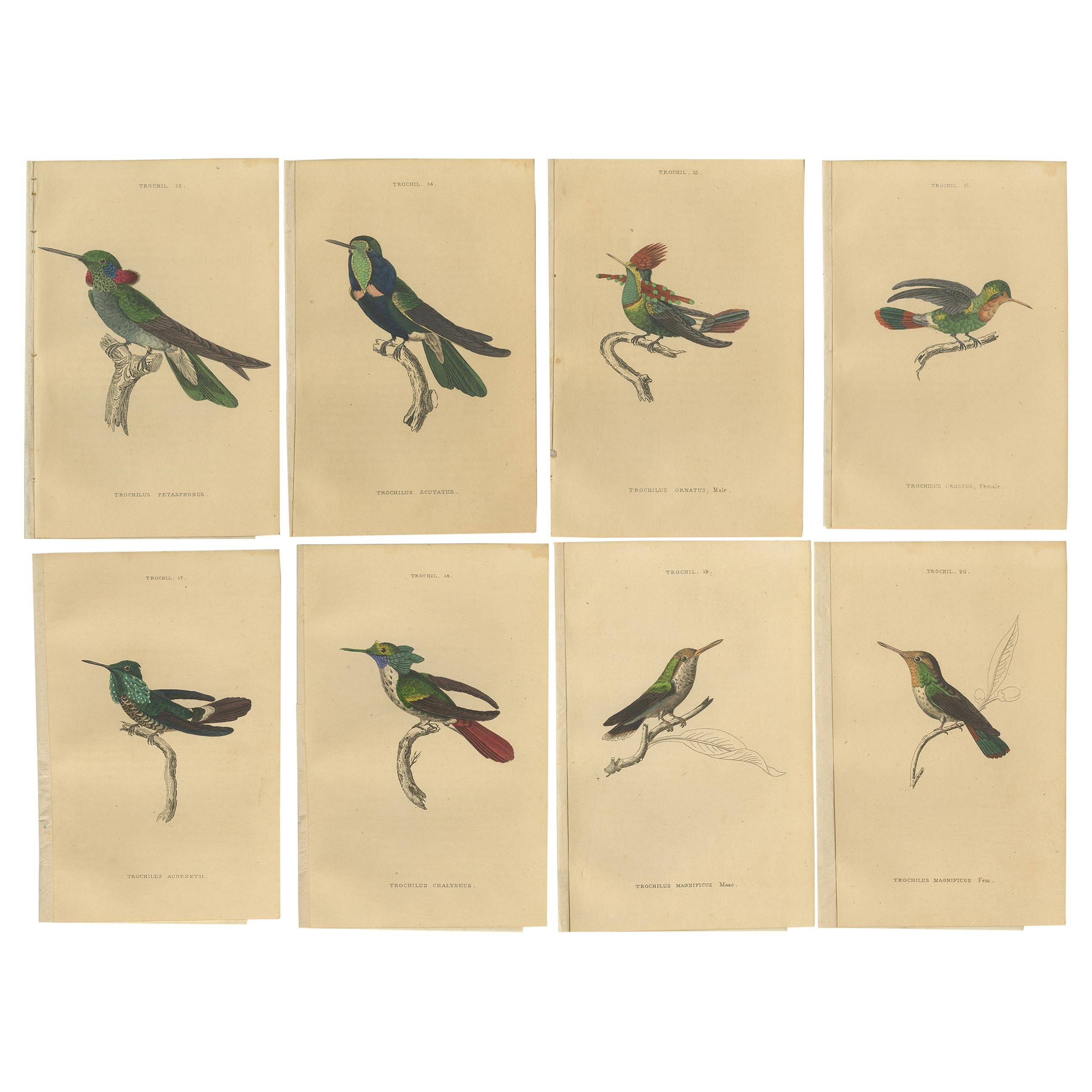 Ensemble de 8 estampes d'oiseaux antiques, oiseaux chantournés violettes, par Jardine '1837'