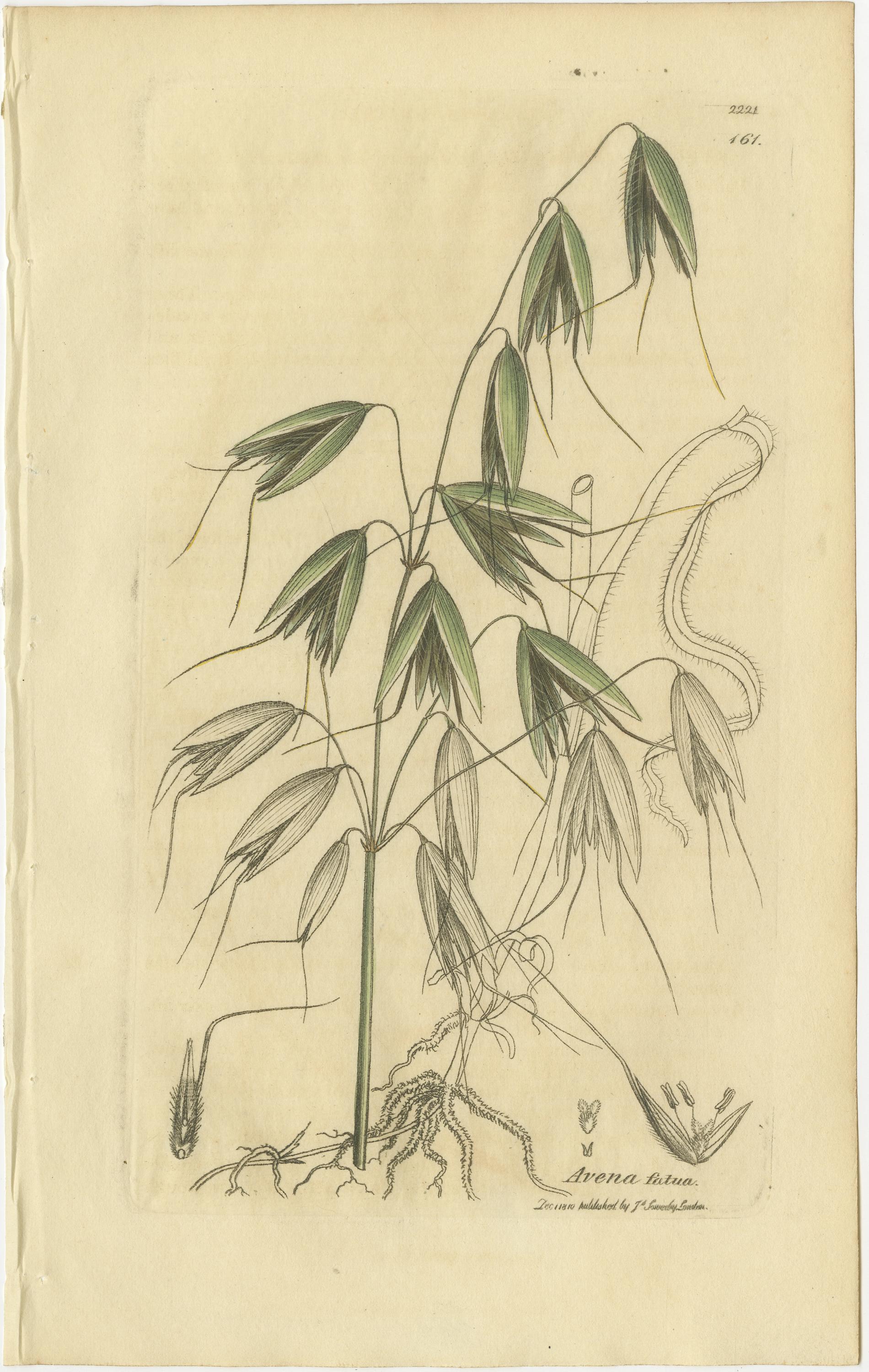 Satz von 8 antiken botanischen Kupferstichen von Avena, Arundo und Wiesengräsern, um 1830

Dieser raffinierte Satz von acht botanischen Stichen aus dem frühen neunzehnten Jahrhundert zeigt eine wunderschöne Auswahl an europäischen Wildgräsern,