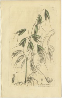 Set di 8 antiche incisioni botaniche di Avena, Arundo e erbe da prato, C.C. 1830