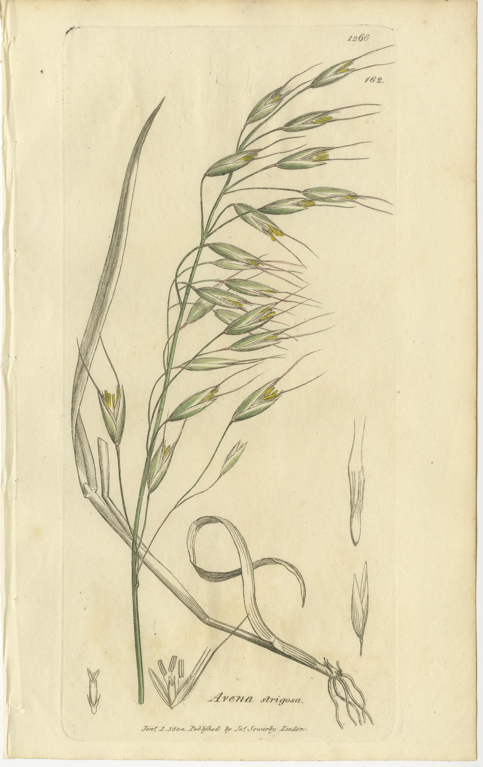 Satz von 8 antiken botanischen Stichen von Avena, Arundo und Wiesengräsern, um 1830 (Britisch) im Angebot