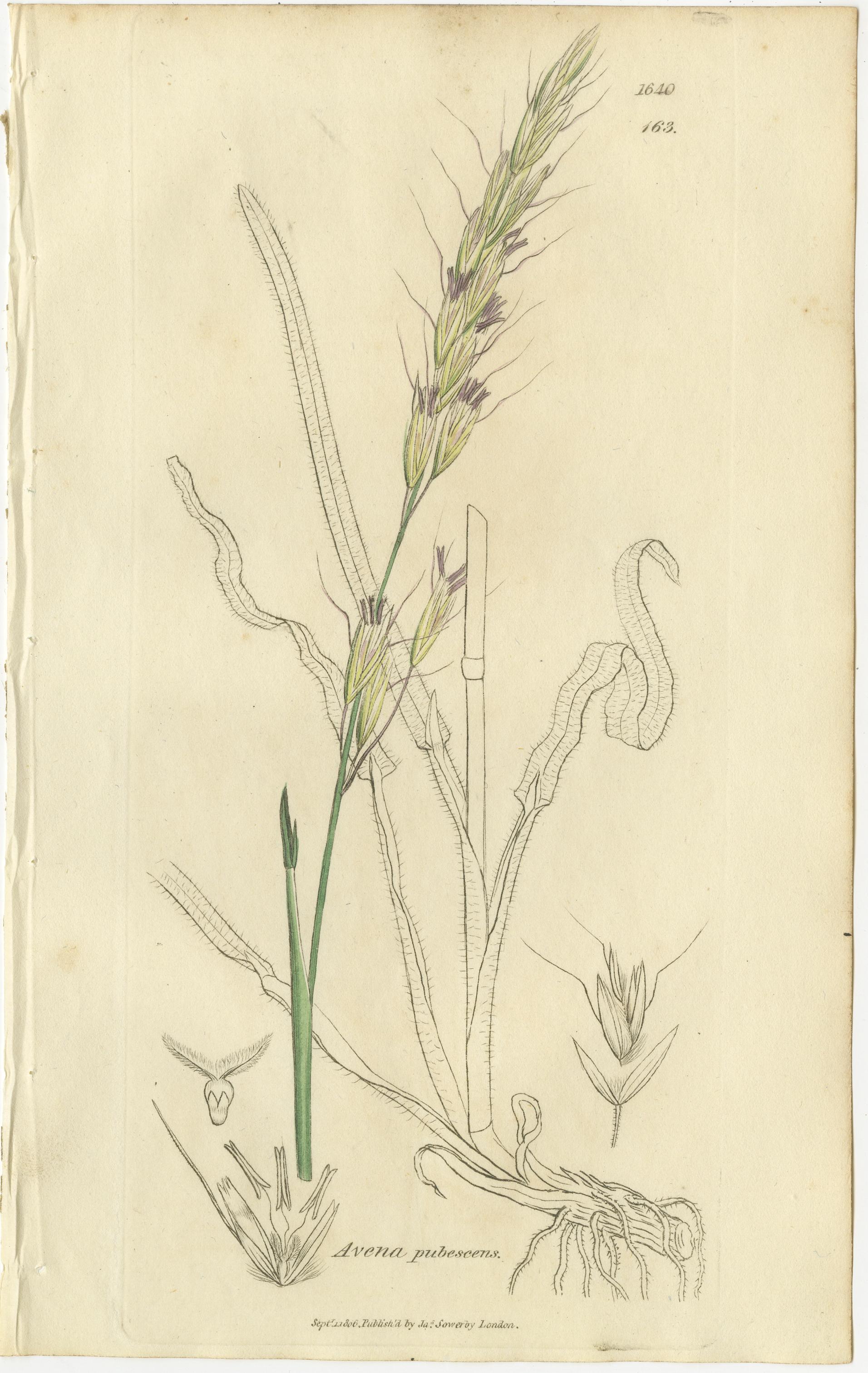 Satz von 8 antiken botanischen Stichen von Avena, Arundo und Wiesengräsern, um 1830 (Graviert) im Angebot