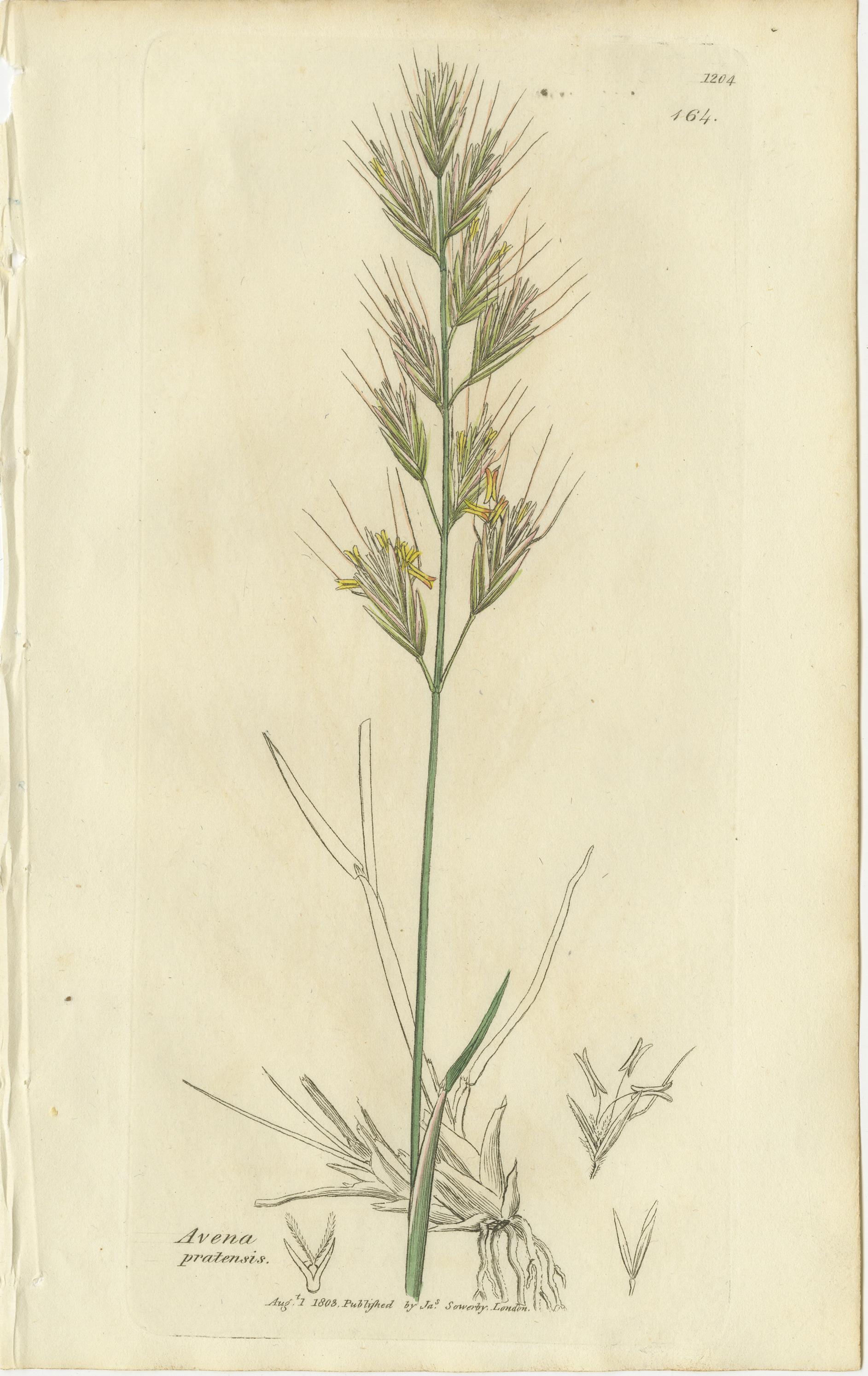 Satz von 8 antiken botanischen Stichen von Avena, Arundo und Wiesengräsern, um 1830 im Zustand „Gut“ im Angebot in Langweer, NL