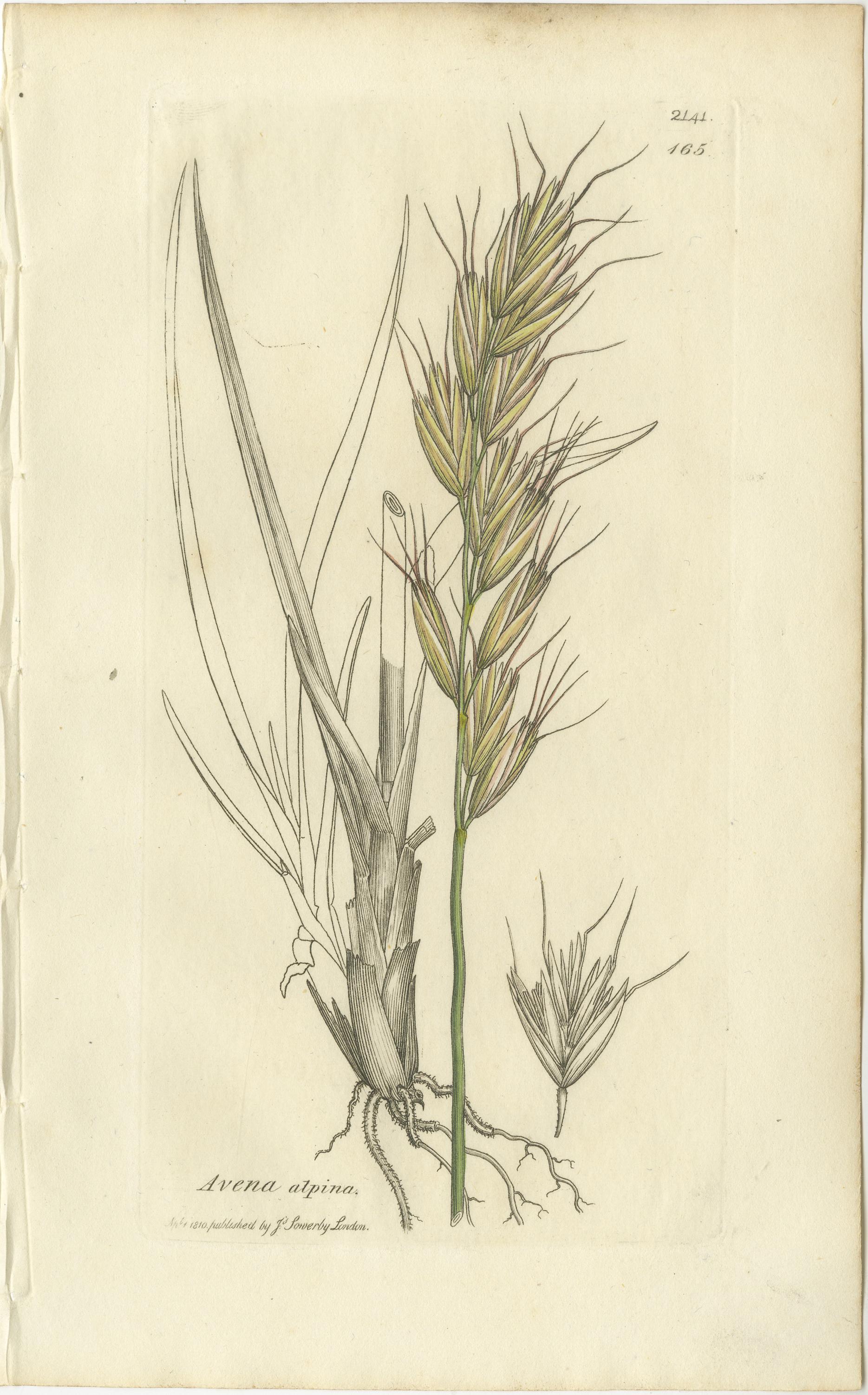 Satz von 8 antiken botanischen Stichen von Avena, Arundo und Wiesengräsern, um 1830 (Mittleres 19. Jahrhundert) im Angebot