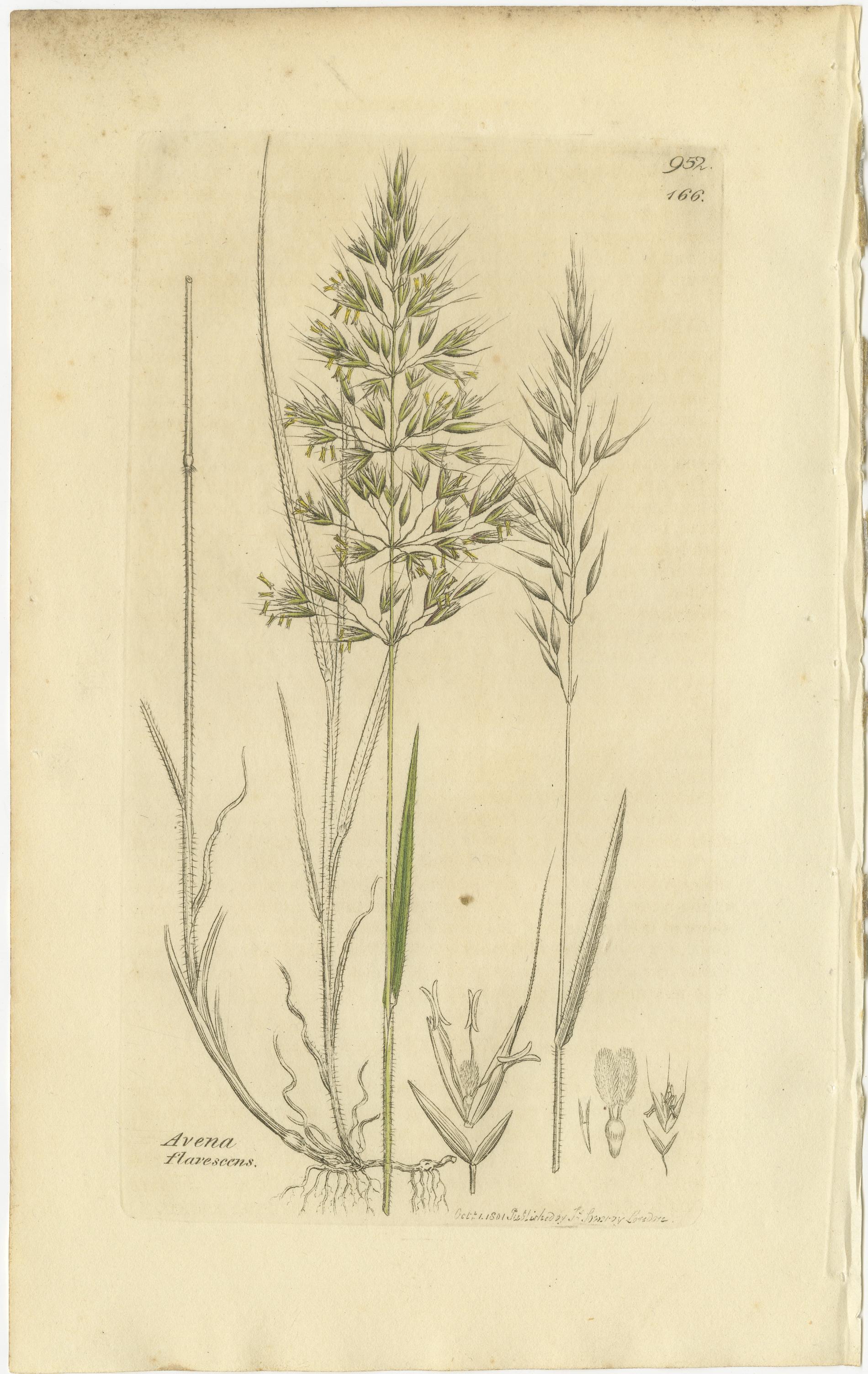 Satz von 8 antiken botanischen Stichen von Avena, Arundo und Wiesengräsern, um 1830 (Papier) im Angebot
