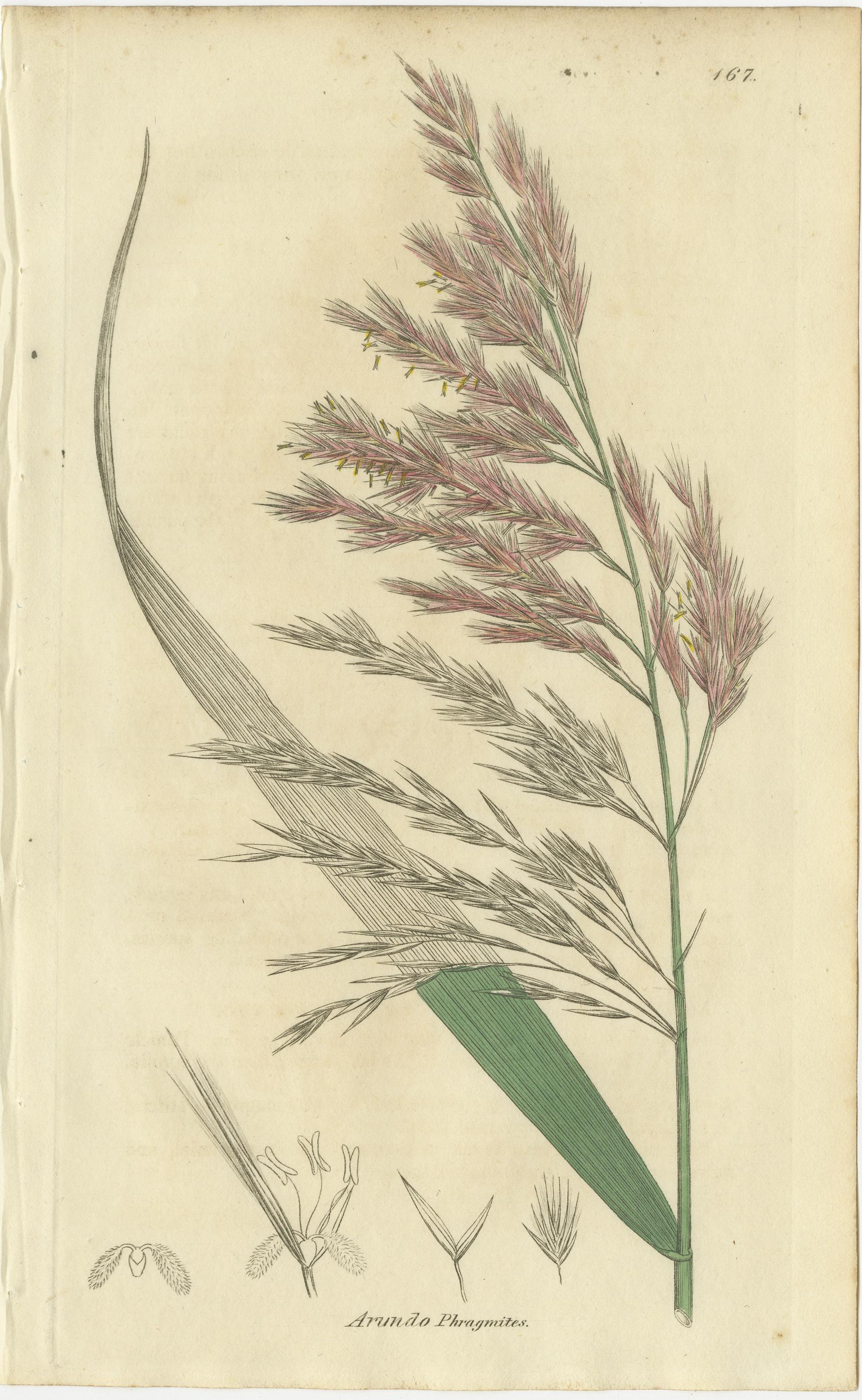 Satz von 8 antiken botanischen Stichen von Avena, Arundo und Wiesengräsern, um 1830 im Angebot 1