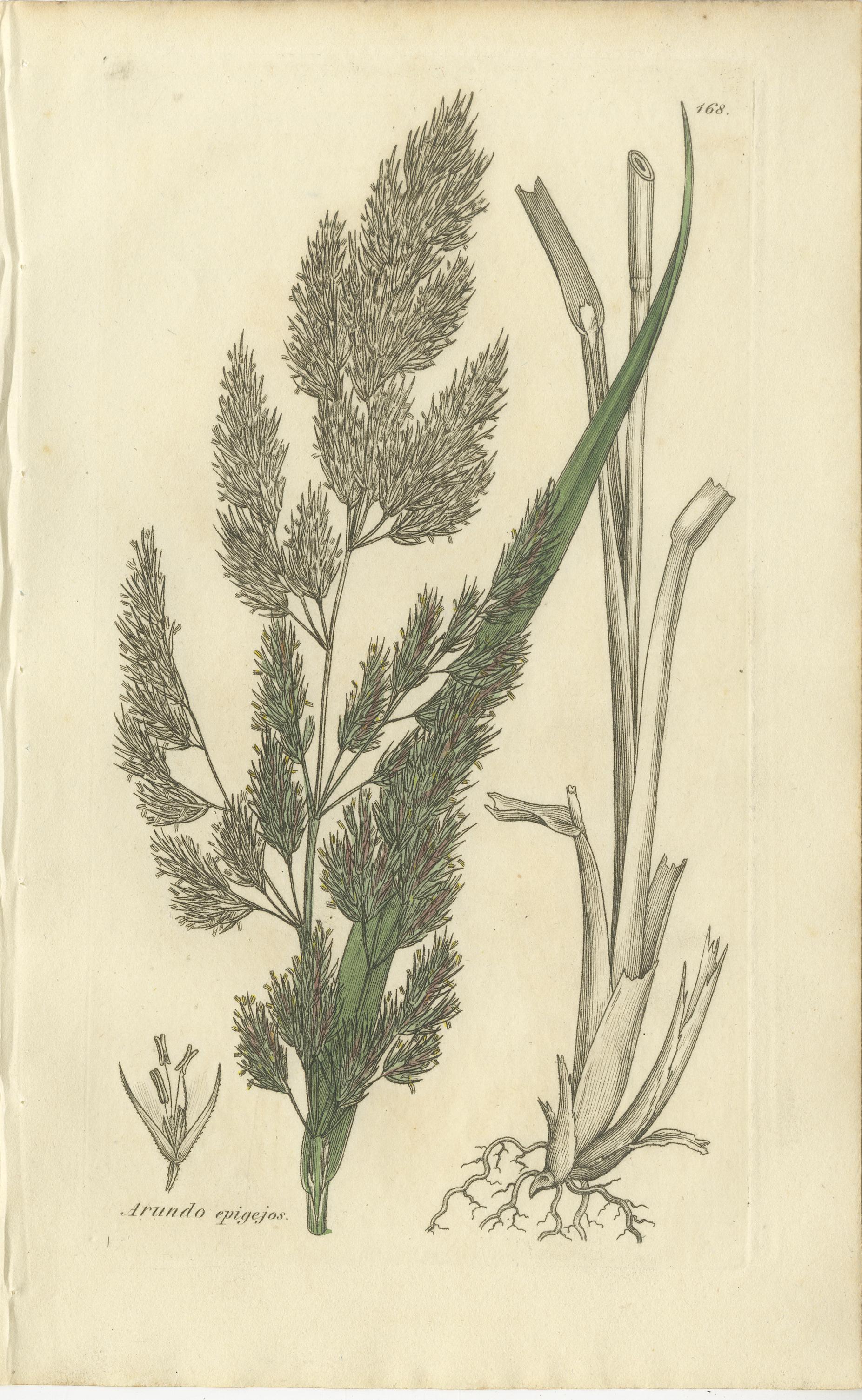 Satz von 8 antiken botanischen Stichen von Avena, Arundo und Wiesengräsern, um 1830 im Angebot 2