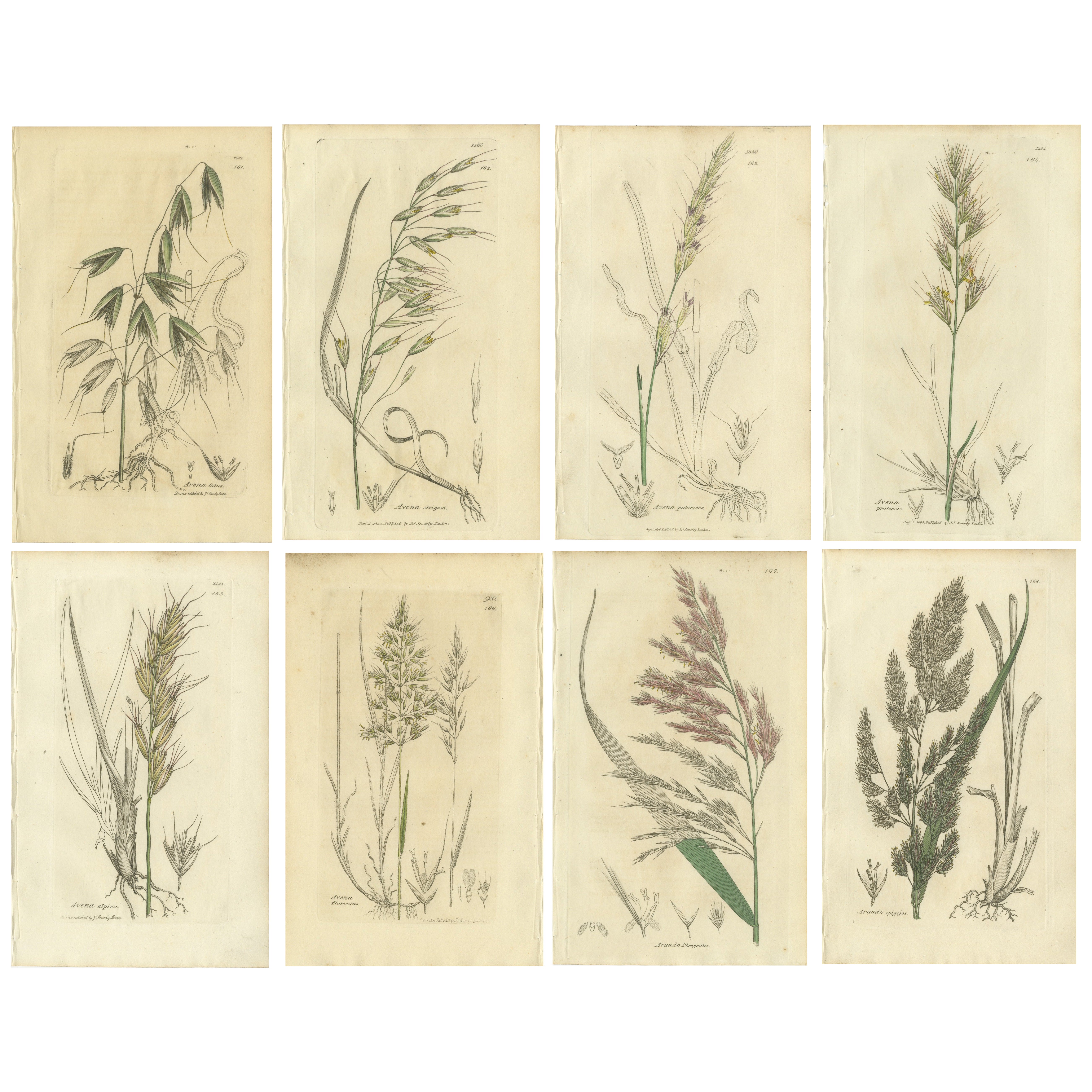 Ensemble de 8 gravures botaniques anciennes d
Avena, d
Arundo et de graminées des prés, c.I.C.
