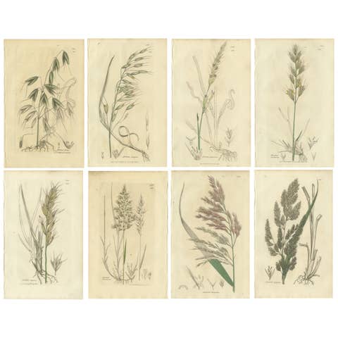 Set of 8 Antique Botanical Engravings of Avena, Arundo & Meadow Grasses, c.1830
