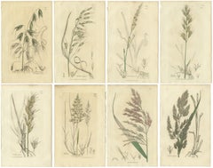 Set of 8 Antique Botanical Engravings of Avena, Arundo & Meadow Grasses, c.1830