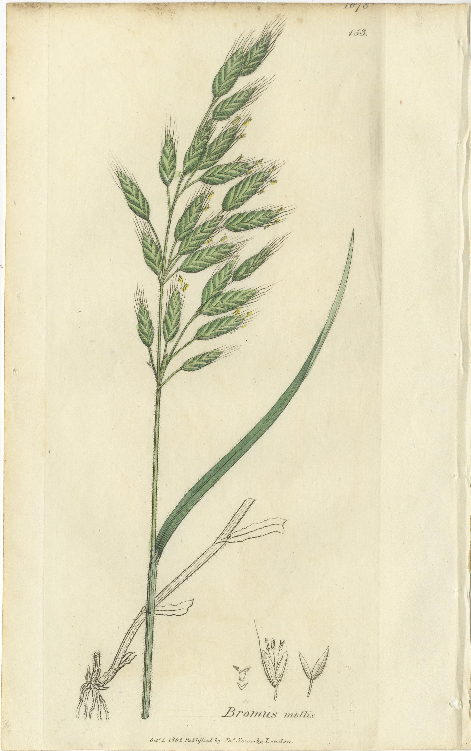 Ensemble de 8 gravures botaniques anciennes de Bromus (Brome), c.1830

Ce remarquable ensemble de huit gravures botaniques du début du XIXe siècle présente plusieurs espèces expressives de Bromus, communément appelées brome, l'un des groupes de
