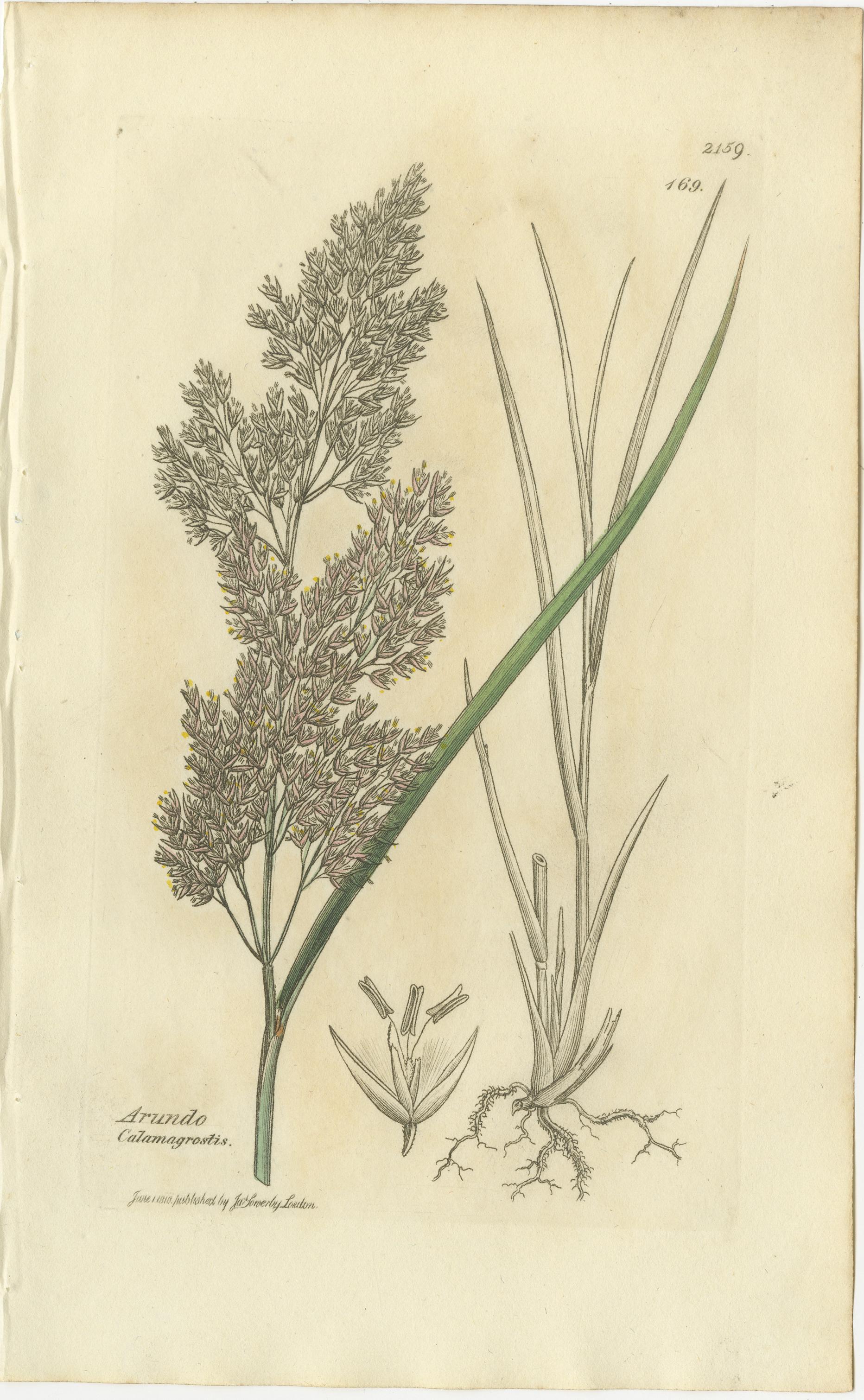Ensemble de 8 gravures botaniques anciennes d'herbes Bromus Brome, c.1830

Cet élégant ensemble de huit gravures botaniques du début du XIXe siècle présente un groupe complet d'espèces de Bromus, communément appelées brome. Produites vers 1830, ces