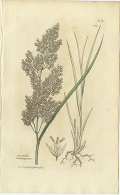 Set of 8 Antique Botanical Engravings of Bromus Brome Grasses, c.1830