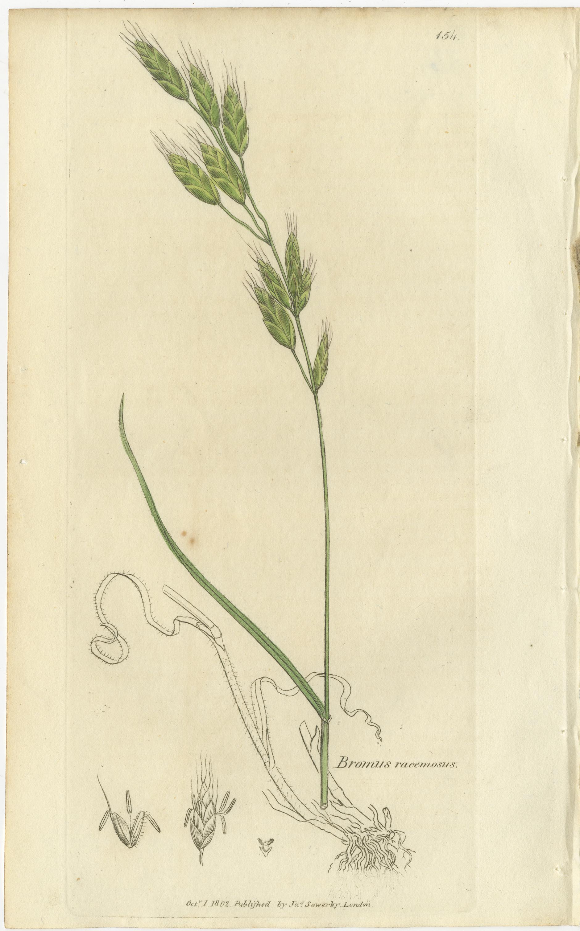 Britannique Ensemble de 8 gravures botaniques anciennes de Bromus (Brome), c.1830 en vente