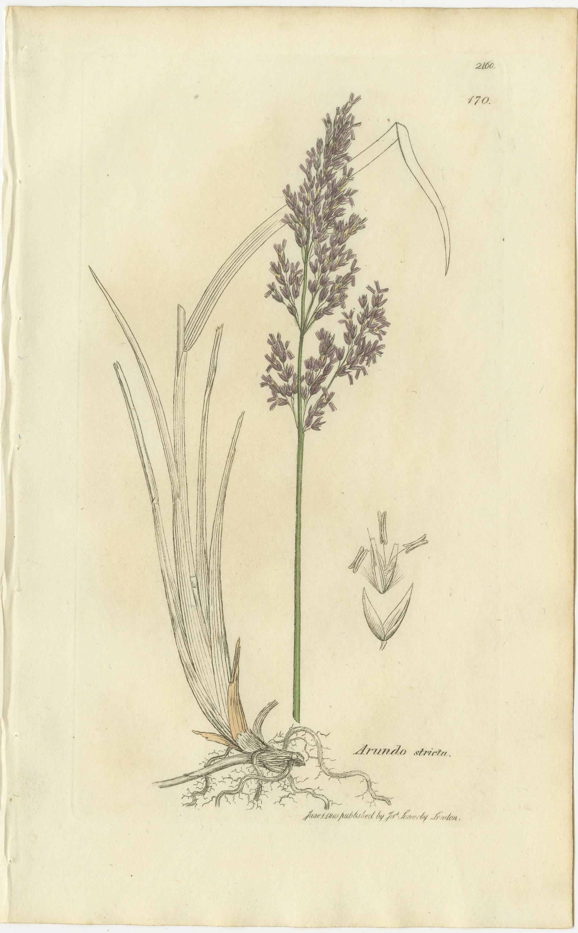 Britannique Ensemble de 8 gravures botaniques anciennes d'herbes Bromus Brome, c.1830 en vente