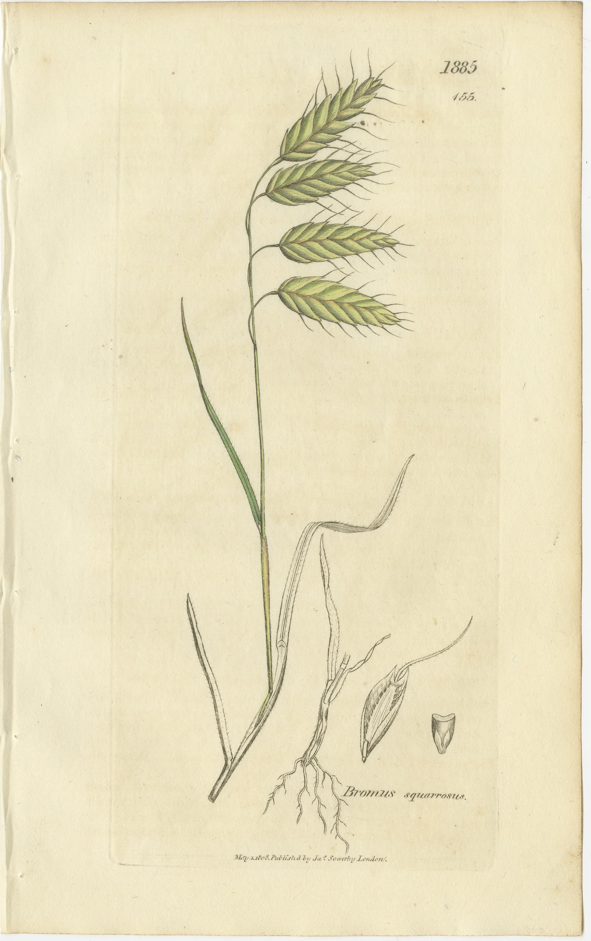 Gravé Ensemble de 8 gravures botaniques anciennes de Bromus (Brome), c.1830 en vente