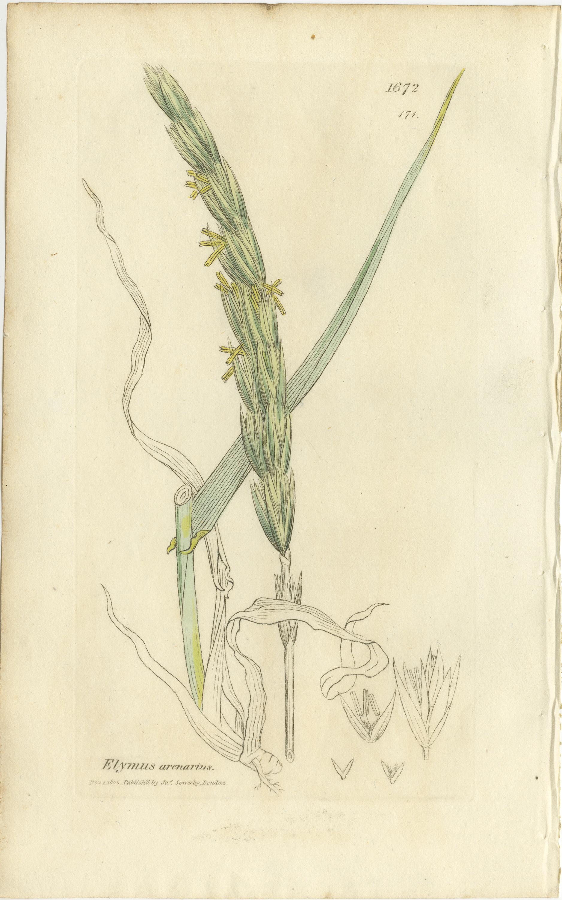 Gravé Ensemble de 8 gravures botaniques anciennes d'herbes Bromus Brome, c.1830 en vente