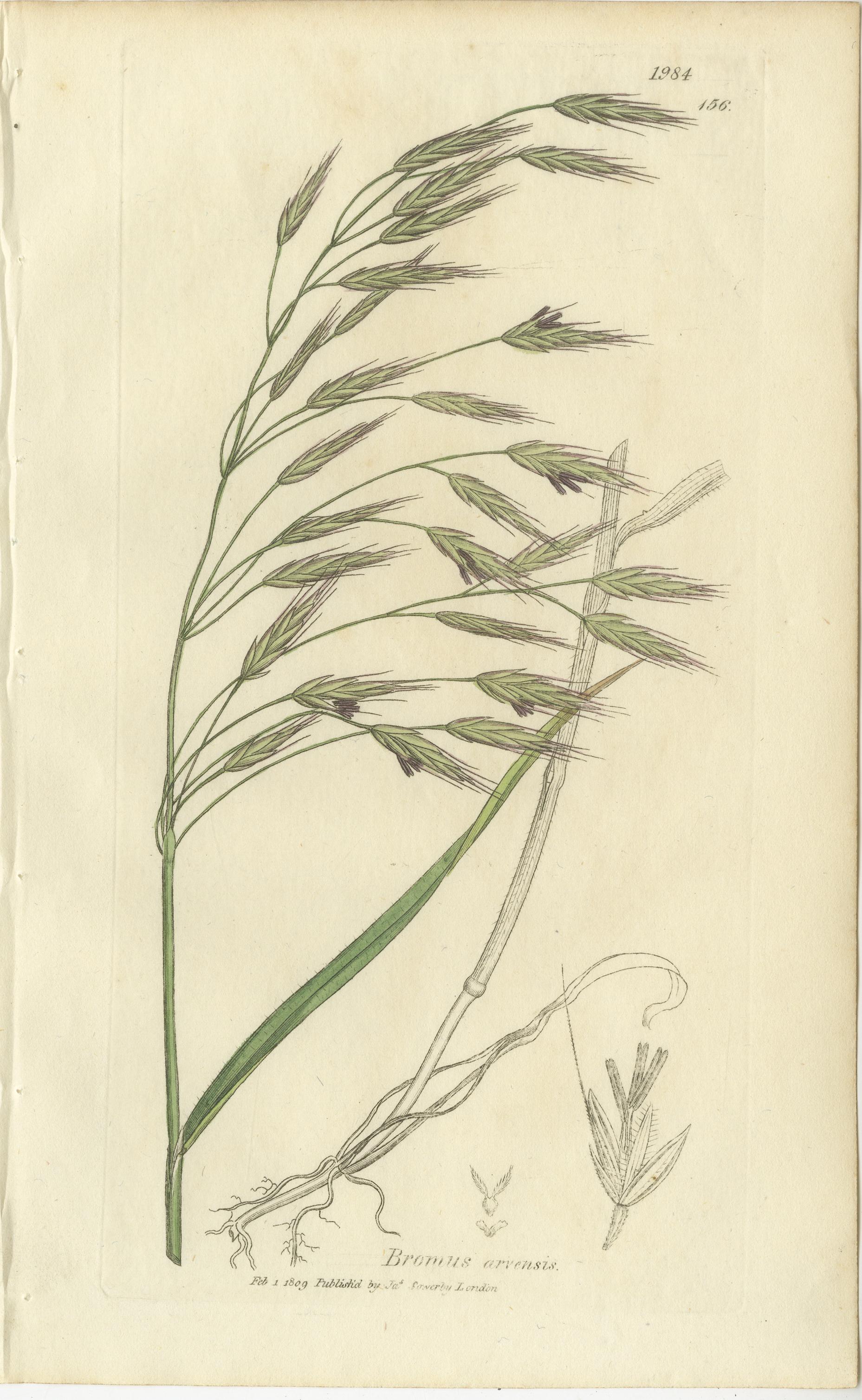 Ensemble de 8 gravures botaniques anciennes de Bromus (Brome), c.1830 Bon état - En vente à Langweer, NL