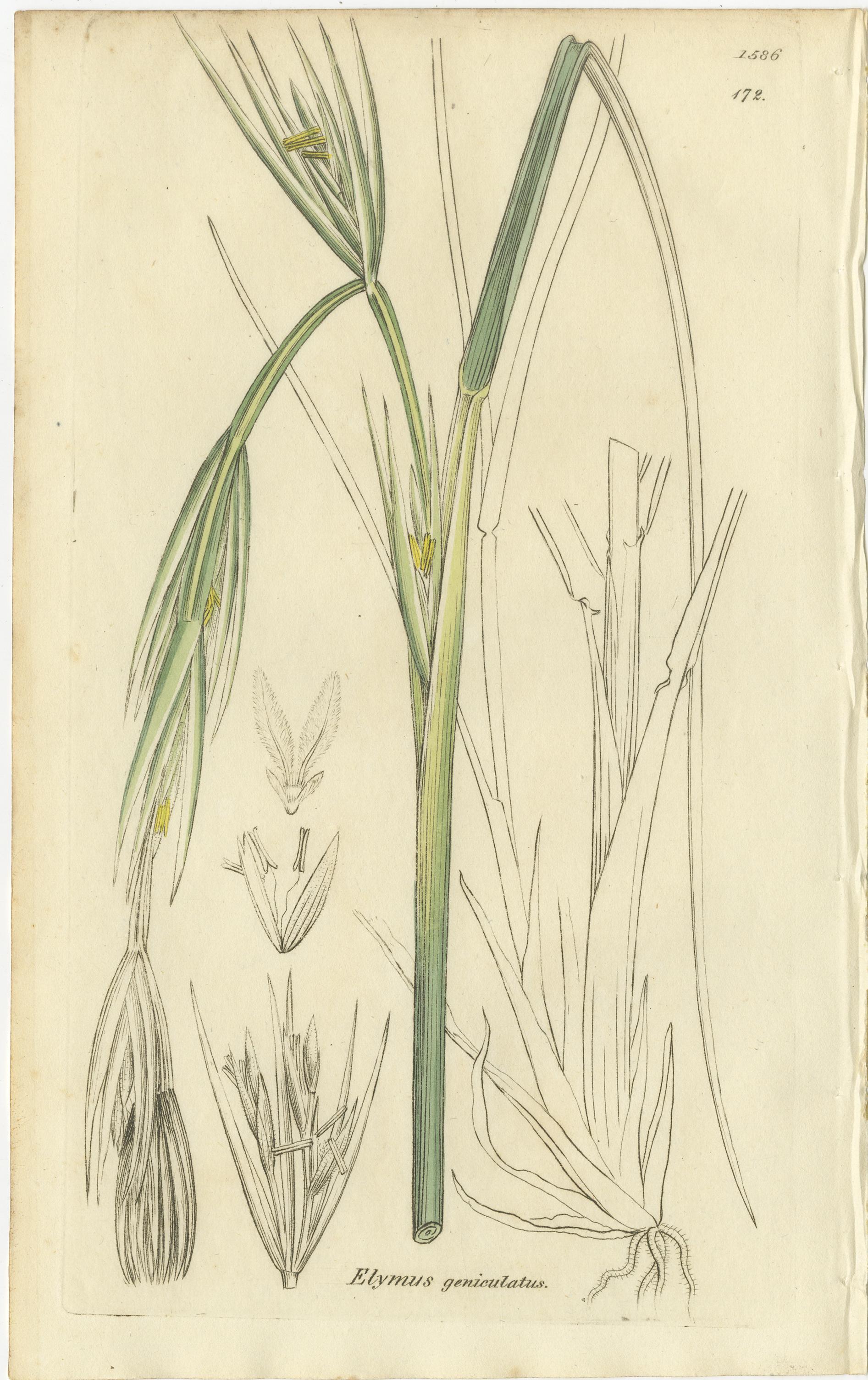 Ensemble de 8 gravures botaniques anciennes d'herbes Bromus Brome, c.1830 Bon état - En vente à Langweer, NL