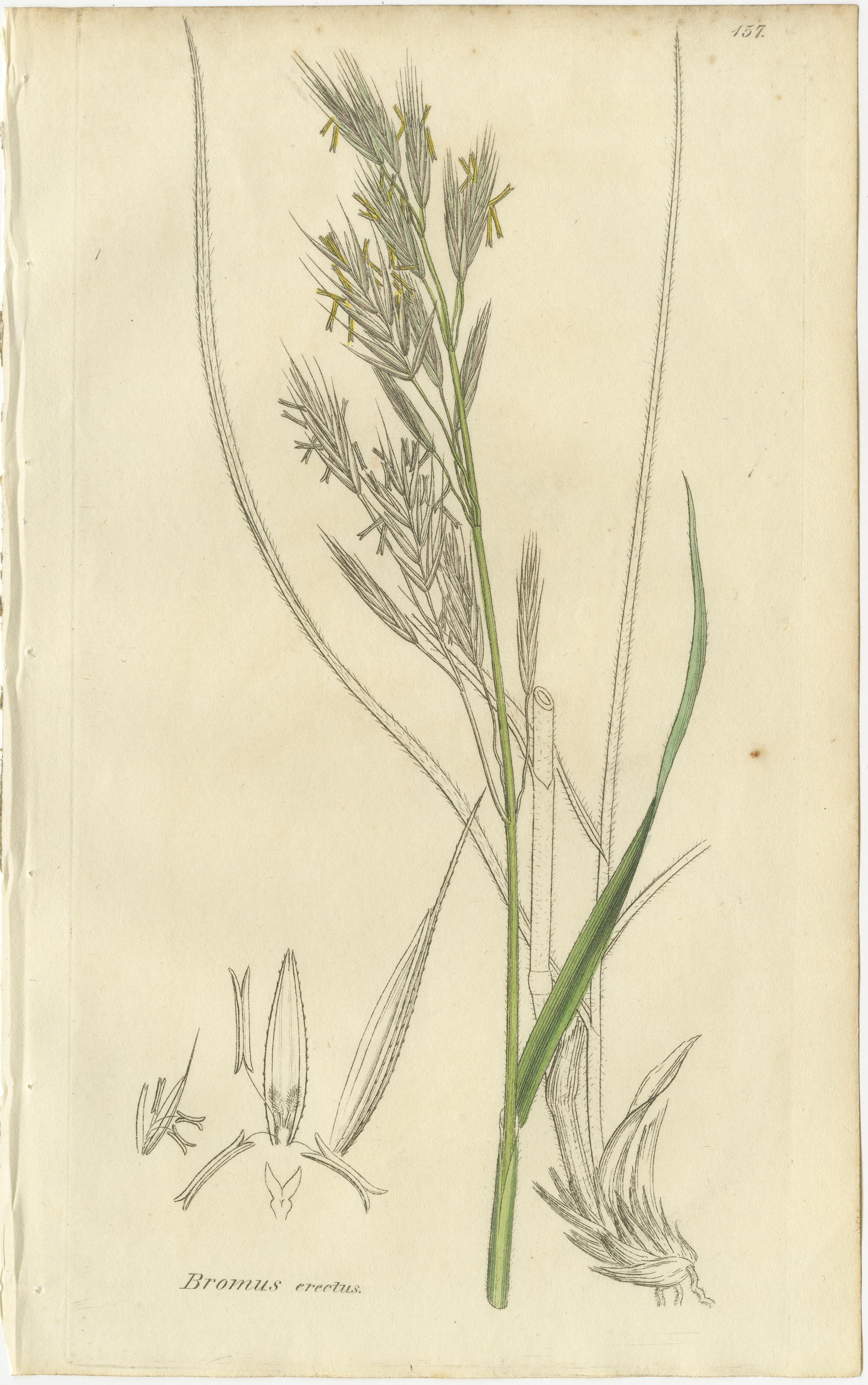 Milieu du XIXe siècle Ensemble de 8 gravures botaniques anciennes de Bromus (Brome), c.1830 en vente