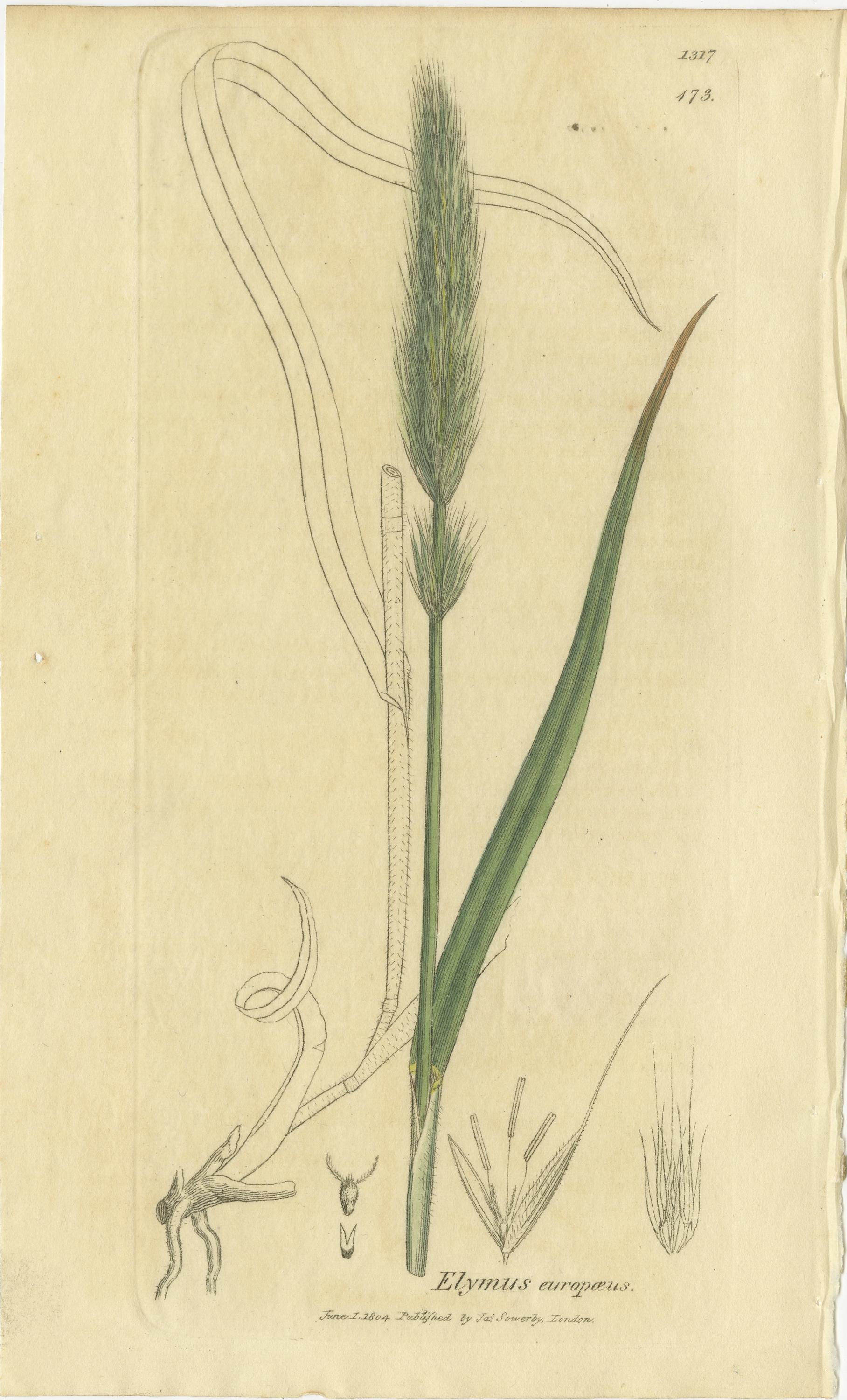 Milieu du XIXe siècle Ensemble de 8 gravures botaniques anciennes d'herbes Bromus Brome, c.1830 en vente
