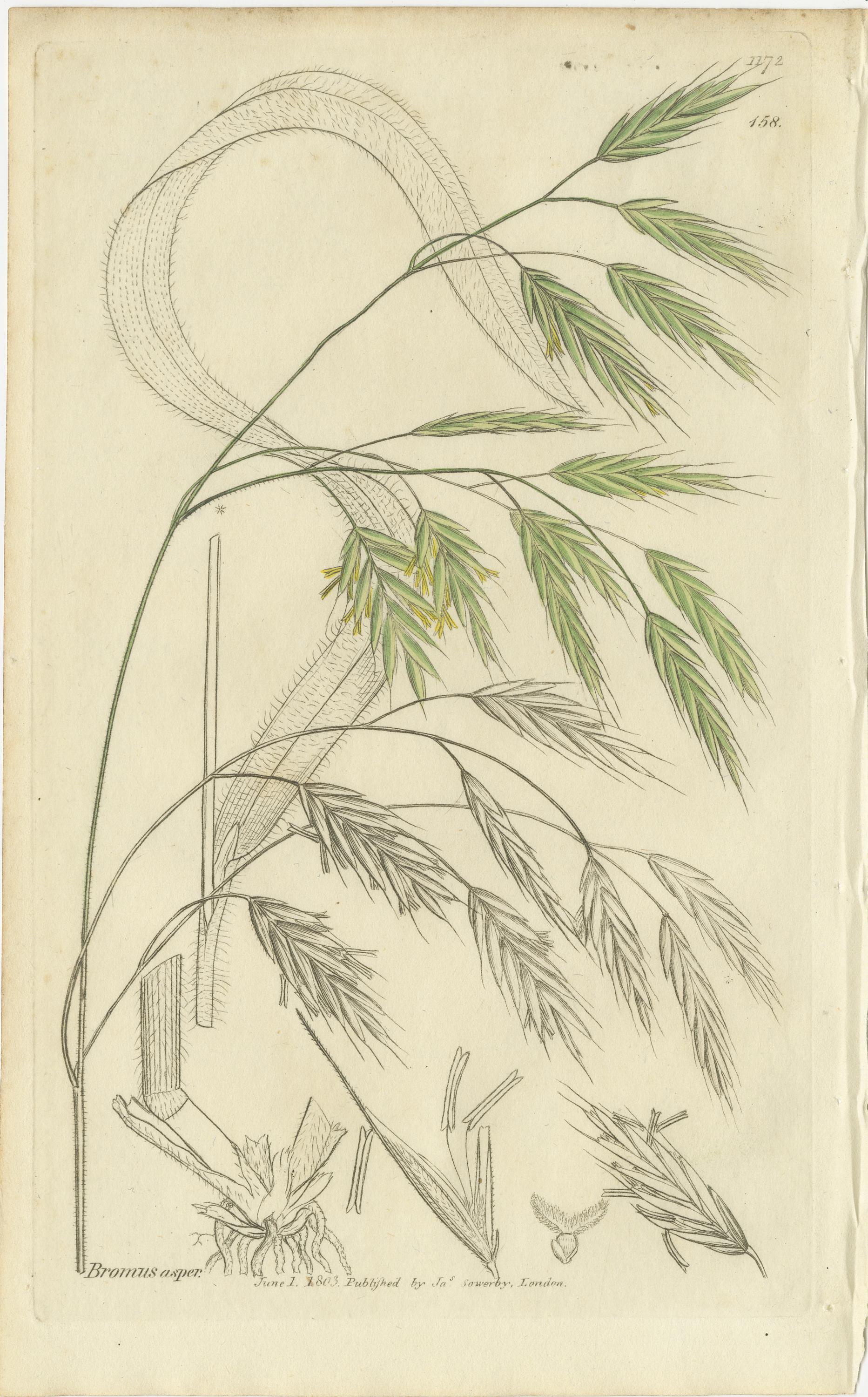 Papier Ensemble de 8 gravures botaniques anciennes de Bromus (Brome), c.1830 en vente