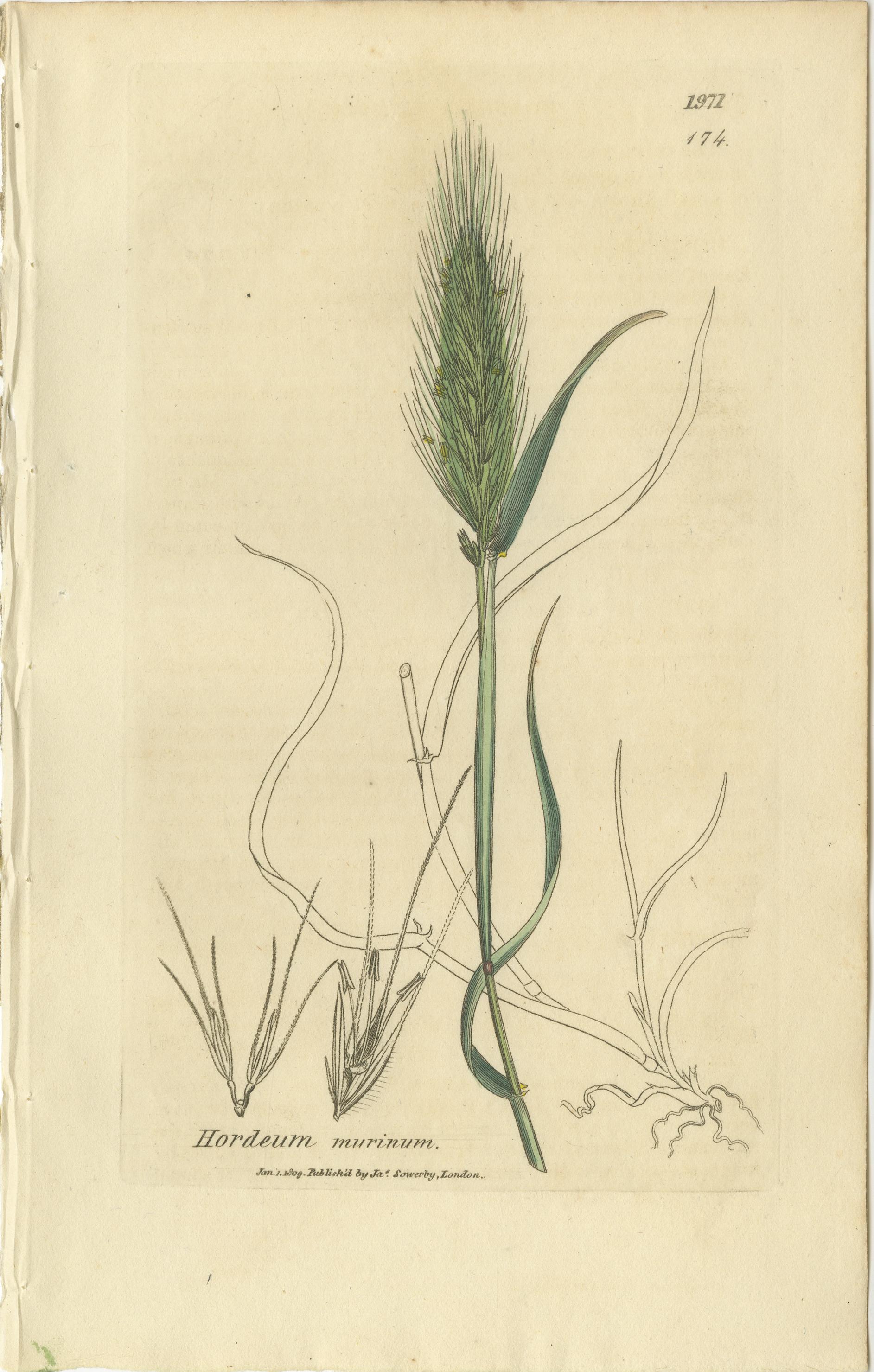 Papier Ensemble de 8 gravures botaniques anciennes d'herbes Bromus Brome, c.1830 en vente
