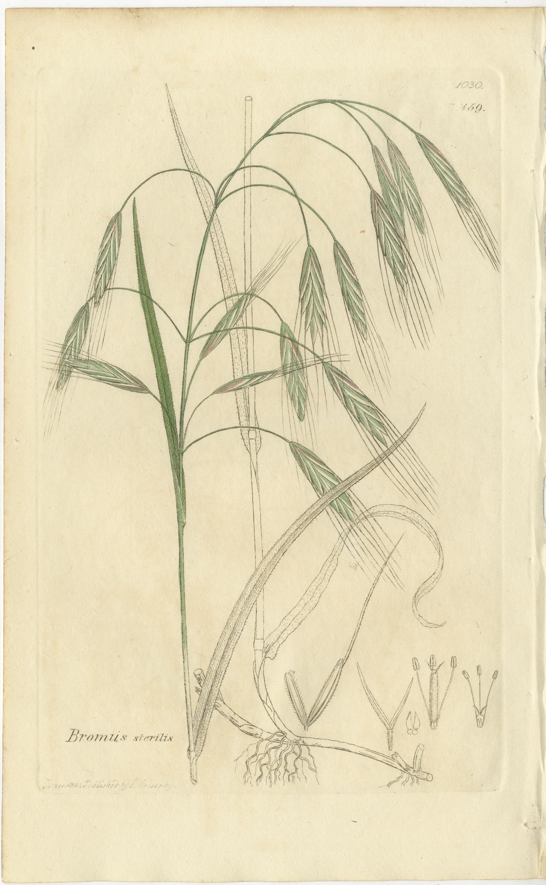 Ensemble de 8 gravures botaniques anciennes de Bromus (Brome), c.1830 en vente 1
