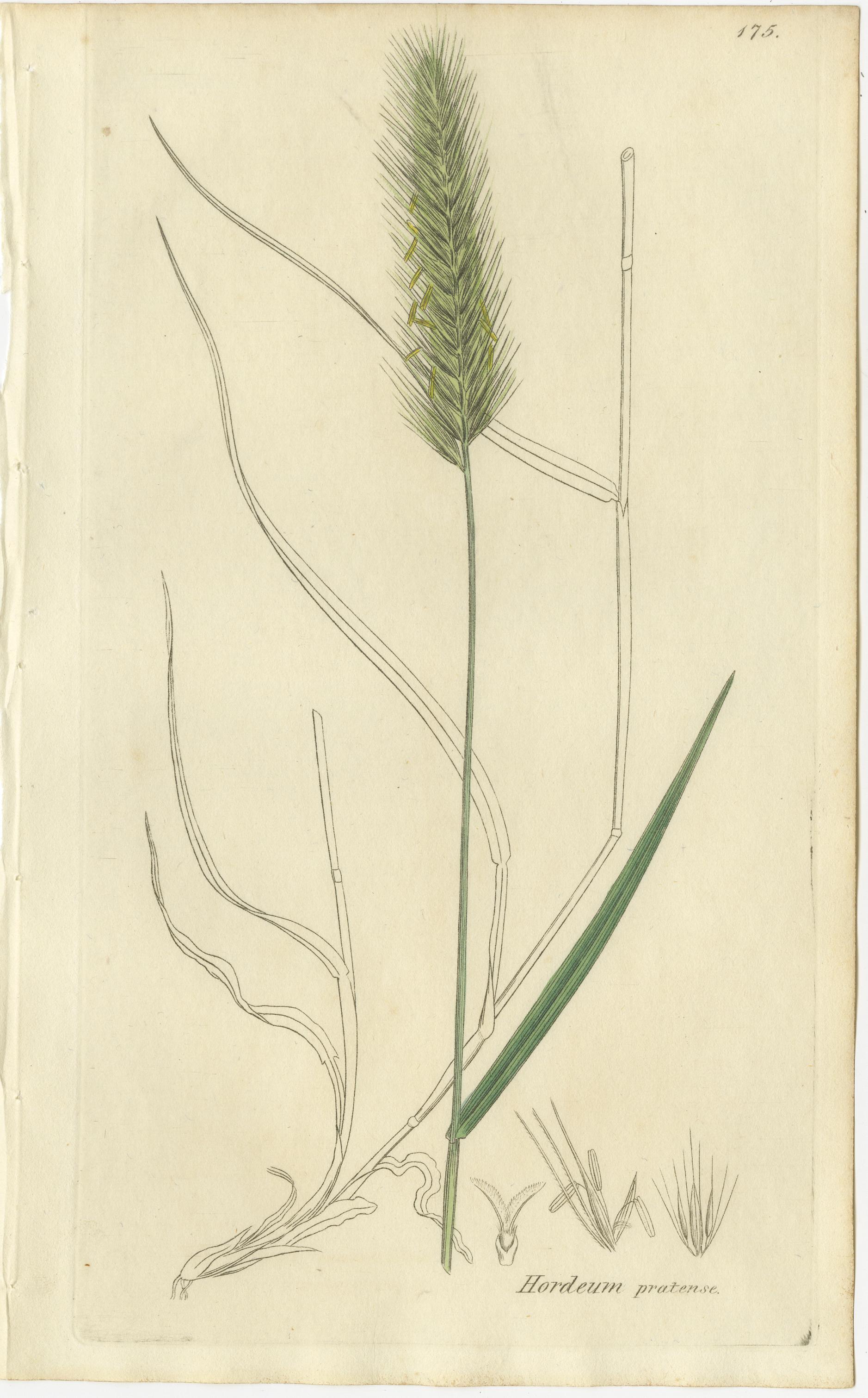 Ensemble de 8 gravures botaniques anciennes d'herbes Bromus Brome, c.1830 en vente 1