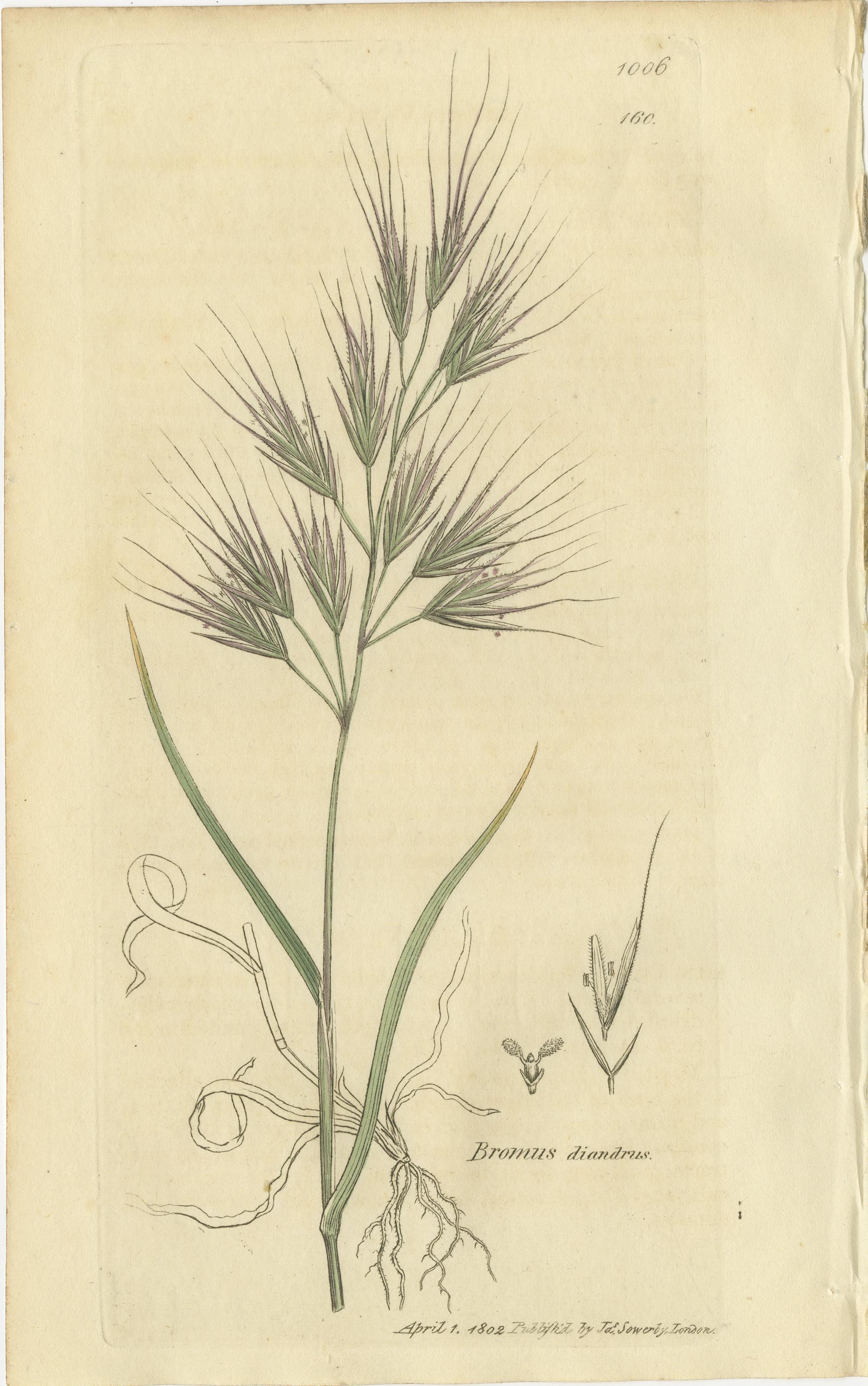 Ensemble de 8 gravures botaniques anciennes de Bromus (Brome), c.1830 en vente 2