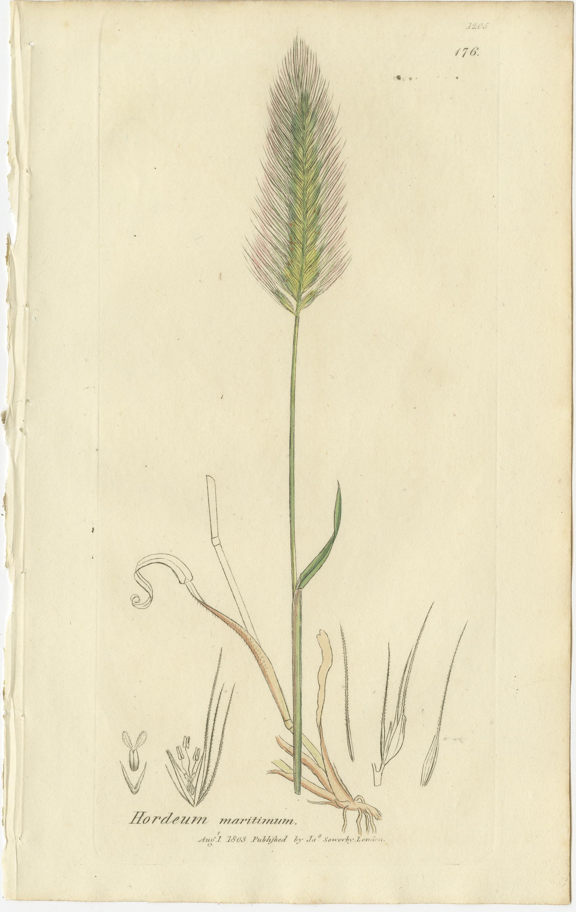 Ensemble de 8 gravures botaniques anciennes d'herbes Bromus Brome, c.1830 en vente 2