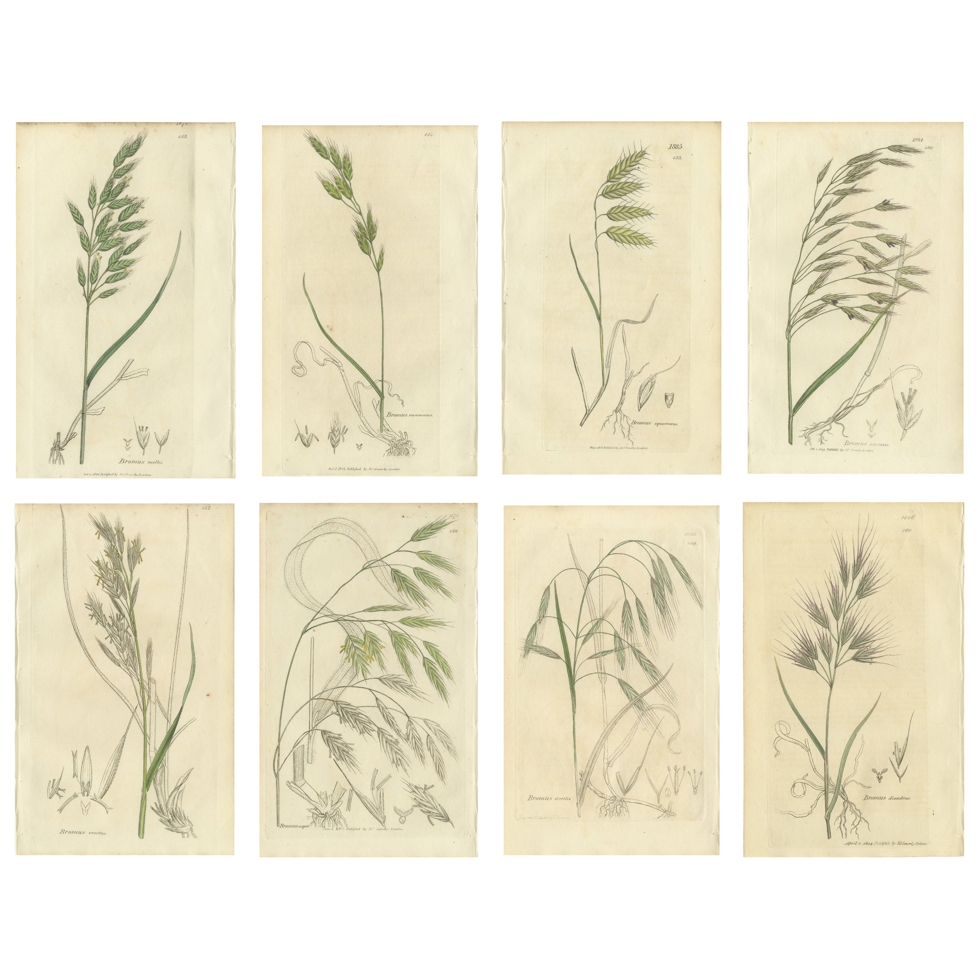 Ensemble de 8 gravures botaniques anciennes de Bromus (Brome), c.1830