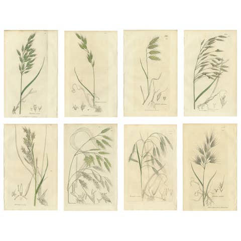 Set of 8 Antique Botanical Engravings of Bromus (Brome Grasses), c.1830