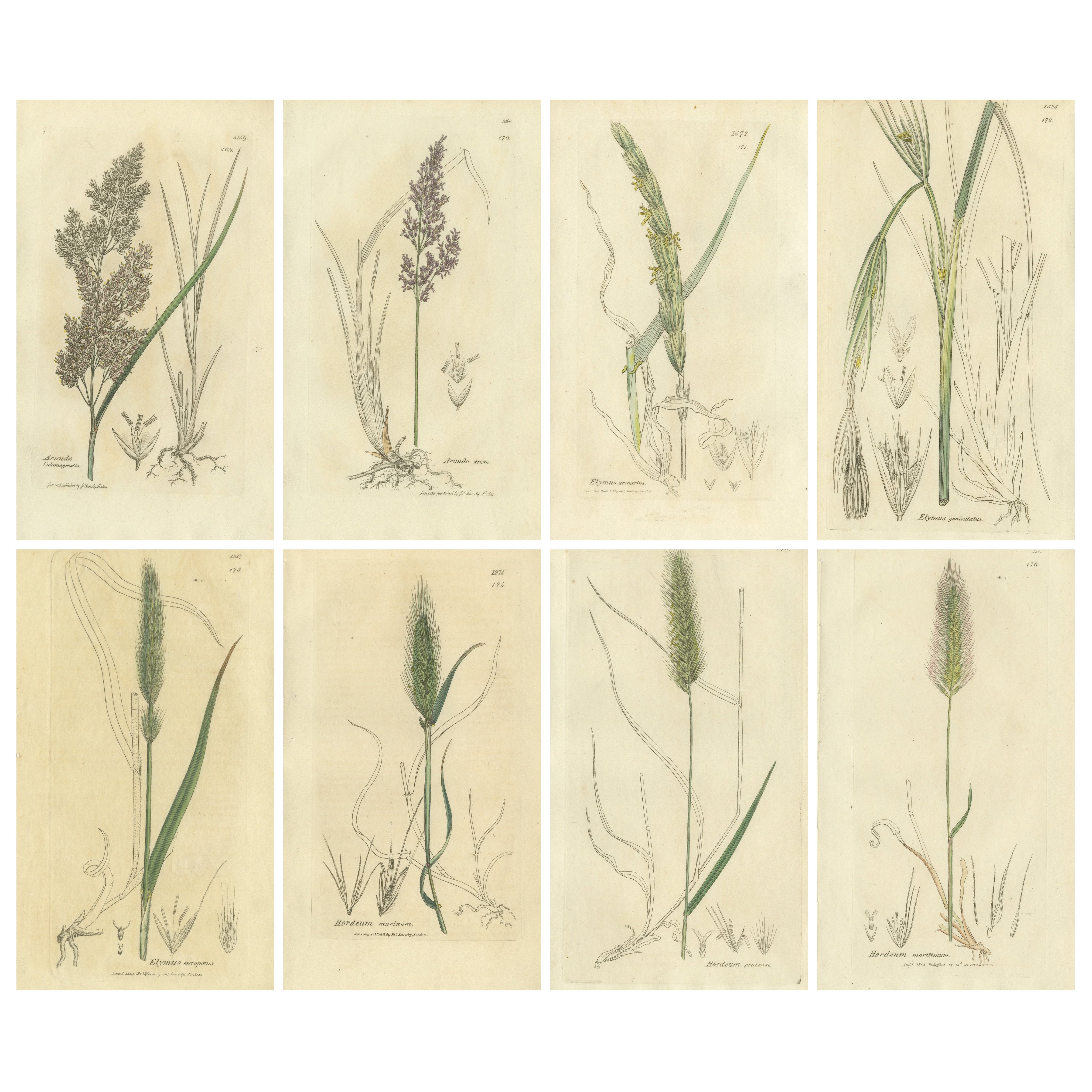 Satz von 8 antiken botanischen Kupferstichen von Bromus Brome Gräsern, um 1830