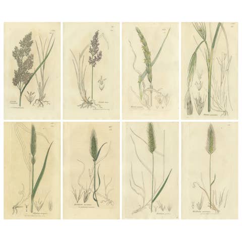 Set of 8 Antique Botanical Engravings of Bromus Brome Grasses, c.1830