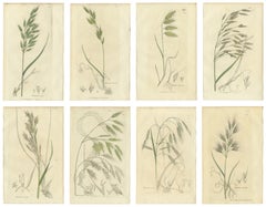 Set of 8 Antique Botanical Engravings of Bromus (Brome Grasses), c.1830
