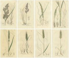 Set of 8 Antique Botanical Engravings of Bromus Brome Grasses, c.1830