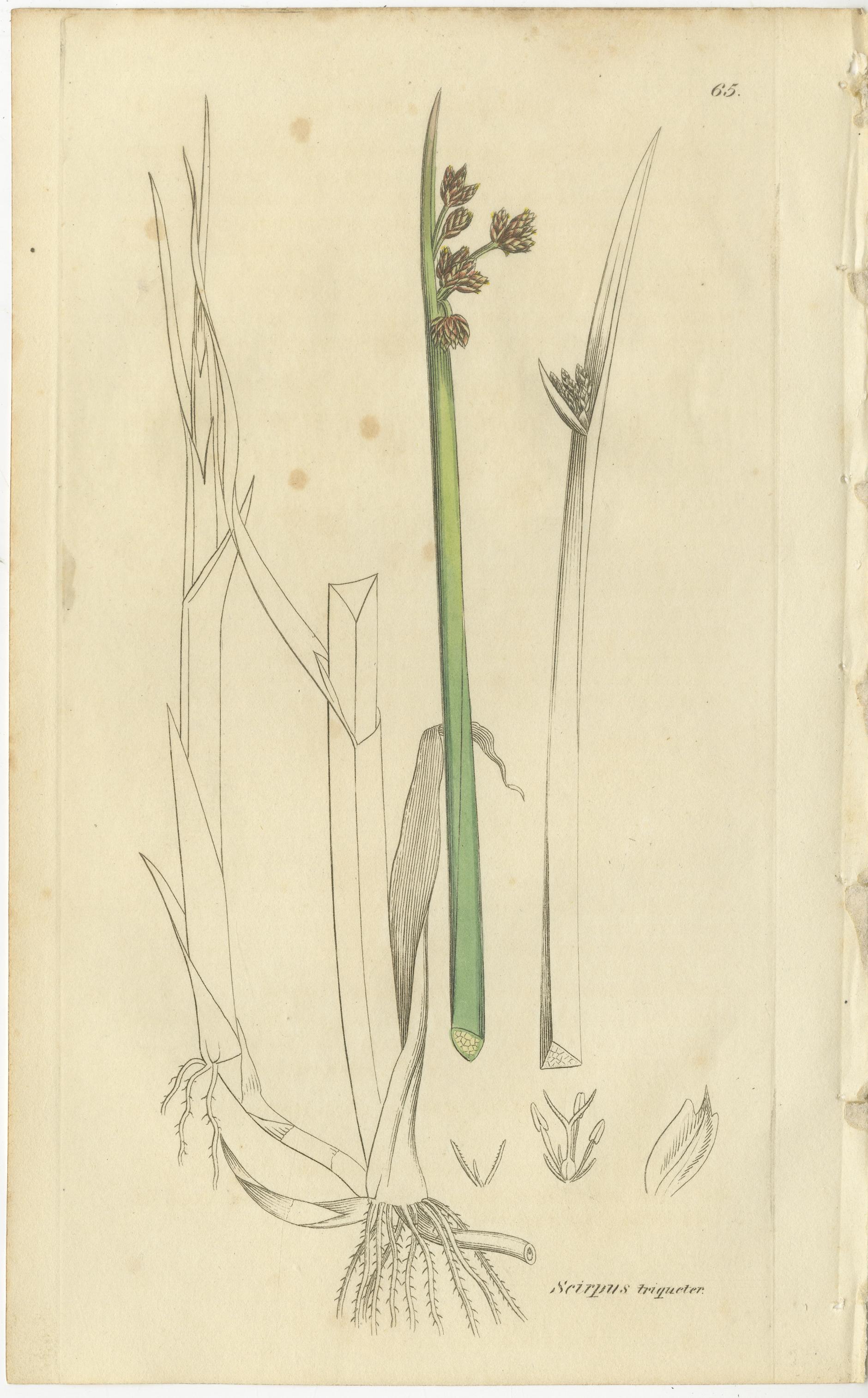 Ensemble de 8 gravures botaniques anciennes de scirpe, de linaigrette et de foin d'odeur, c.I.C.

Cet ensemble de huit gravures botaniques anciennes présente une gracieuse collection d'espèces des zones humides britanniques du début du XIXe siècle,