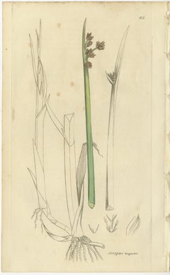 Satz von 8 antiken botanischen Kupferstichen von Rohrkolben, Wollgras und Pfeilkraut, 1830