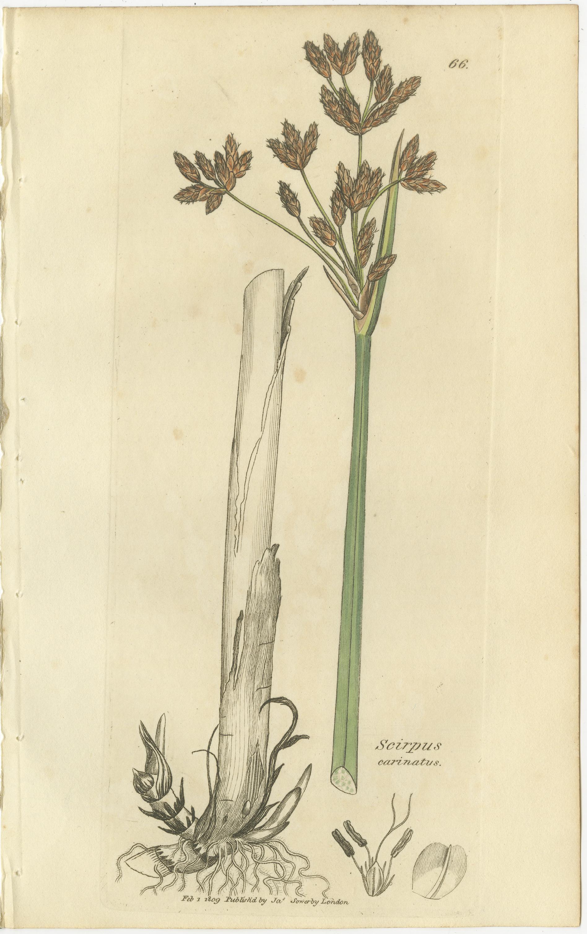 Britannique Ensemble de 8 gravures botaniques anciennes du scirpe, de la linaigrette et de l'agrostis, 1830 en vente