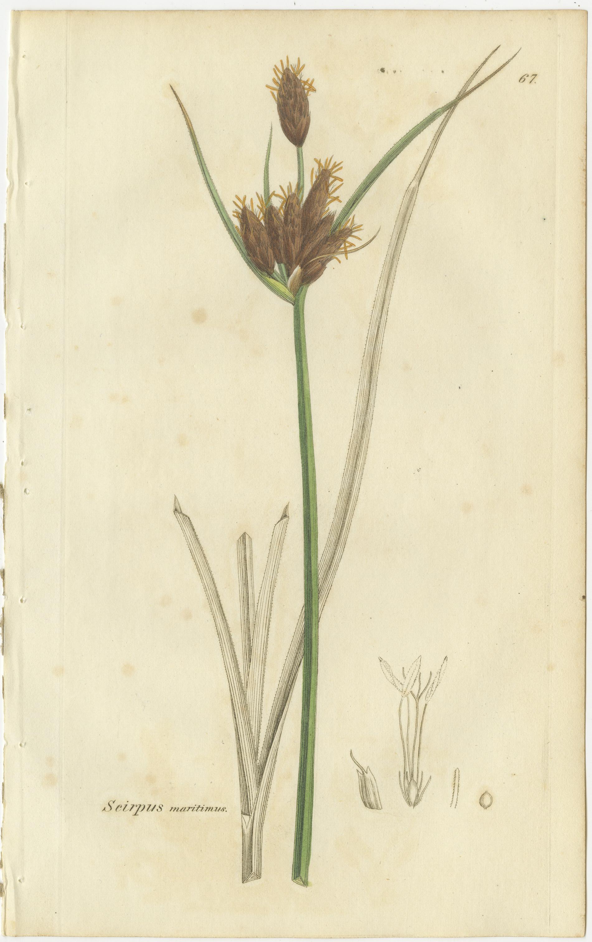 Gravé Ensemble de 8 gravures botaniques anciennes du scirpe, de la linaigrette et de l'agrostis, 1830 en vente