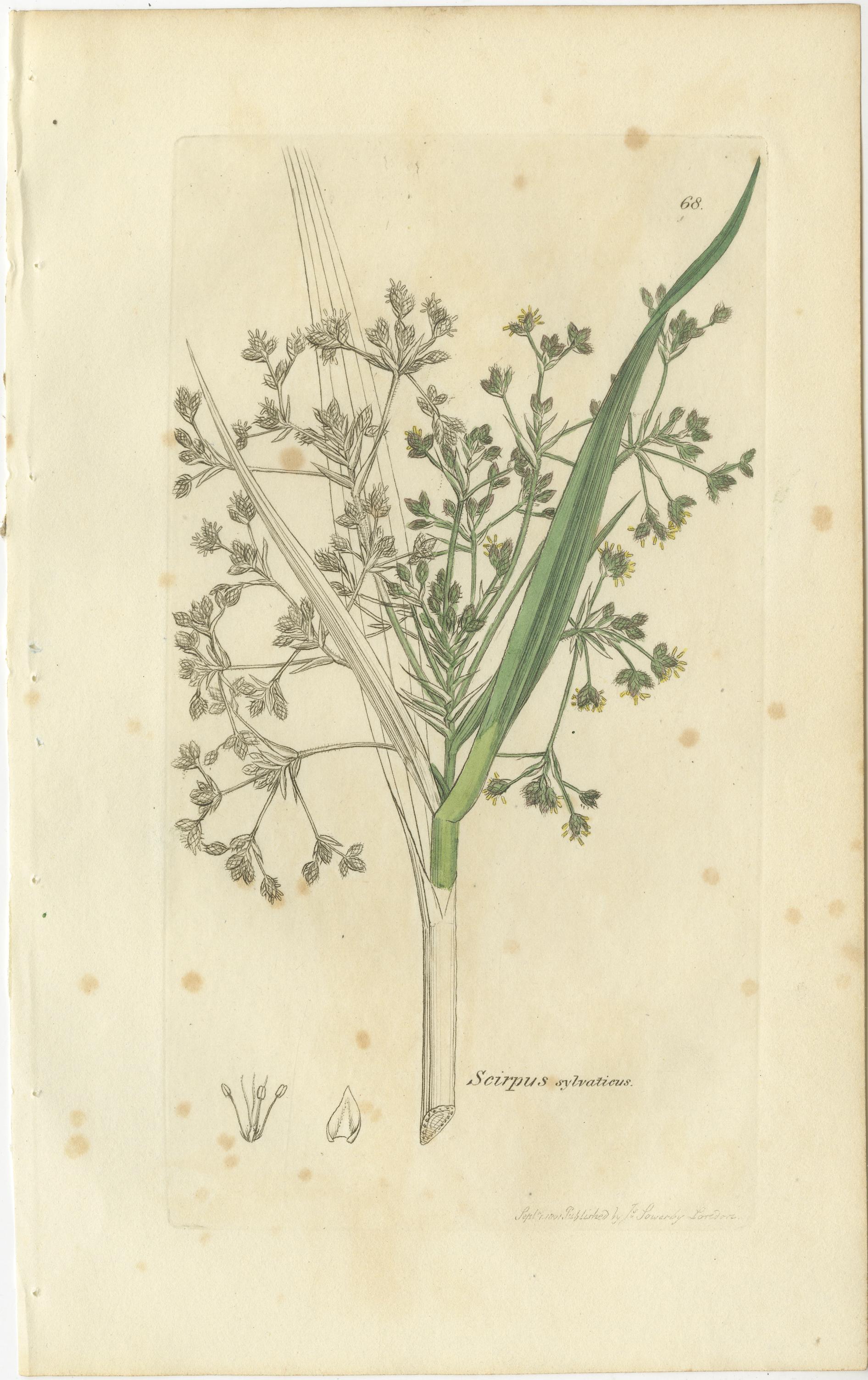 Ensemble de 8 gravures botaniques anciennes du scirpe, de la linaigrette et de l'agrostis, 1830 Bon état - En vente à Langweer, NL