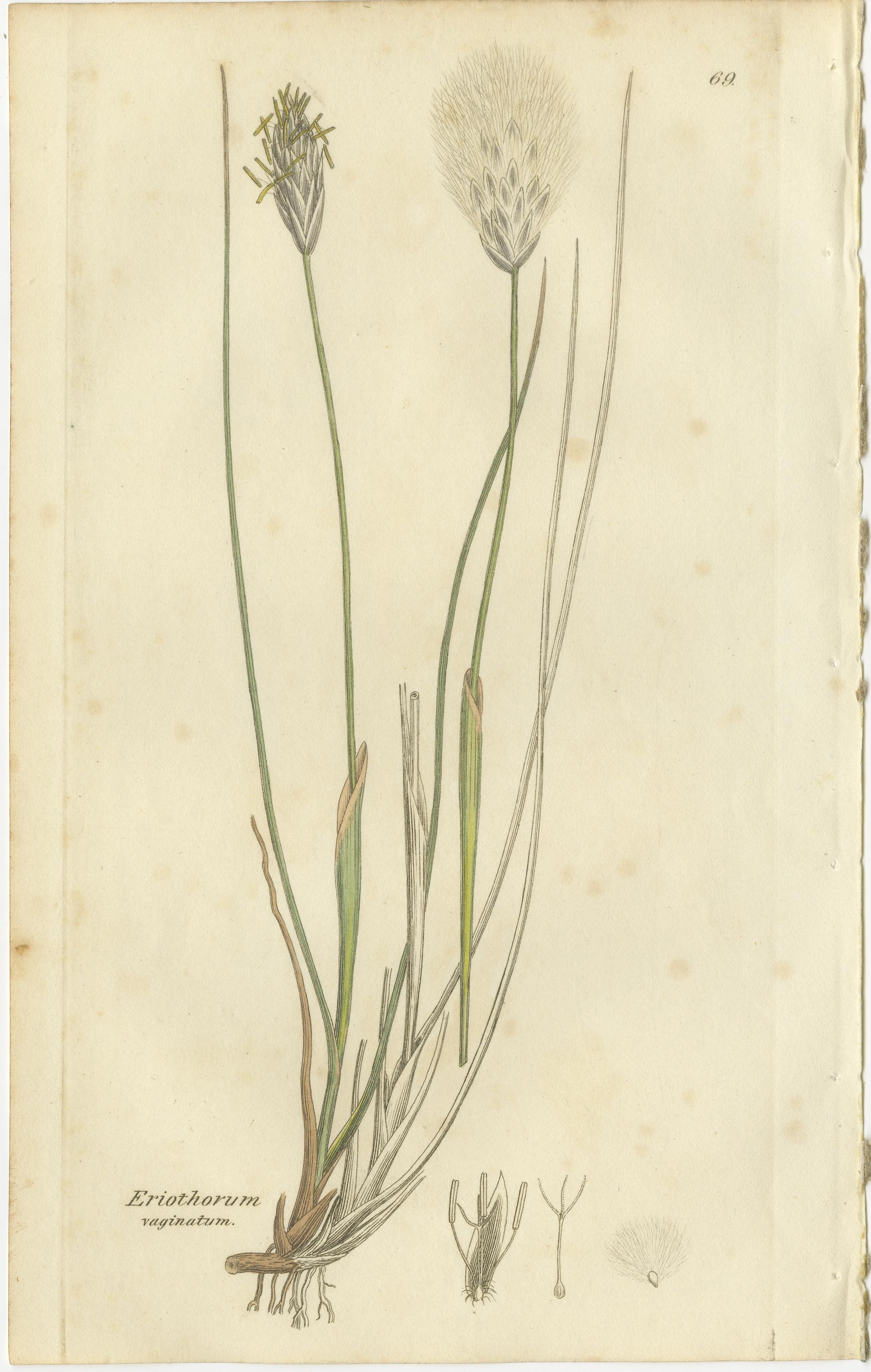 Milieu du XIXe siècle Ensemble de 8 gravures botaniques anciennes du scirpe, de la linaigrette et de l'agrostis, 1830 en vente