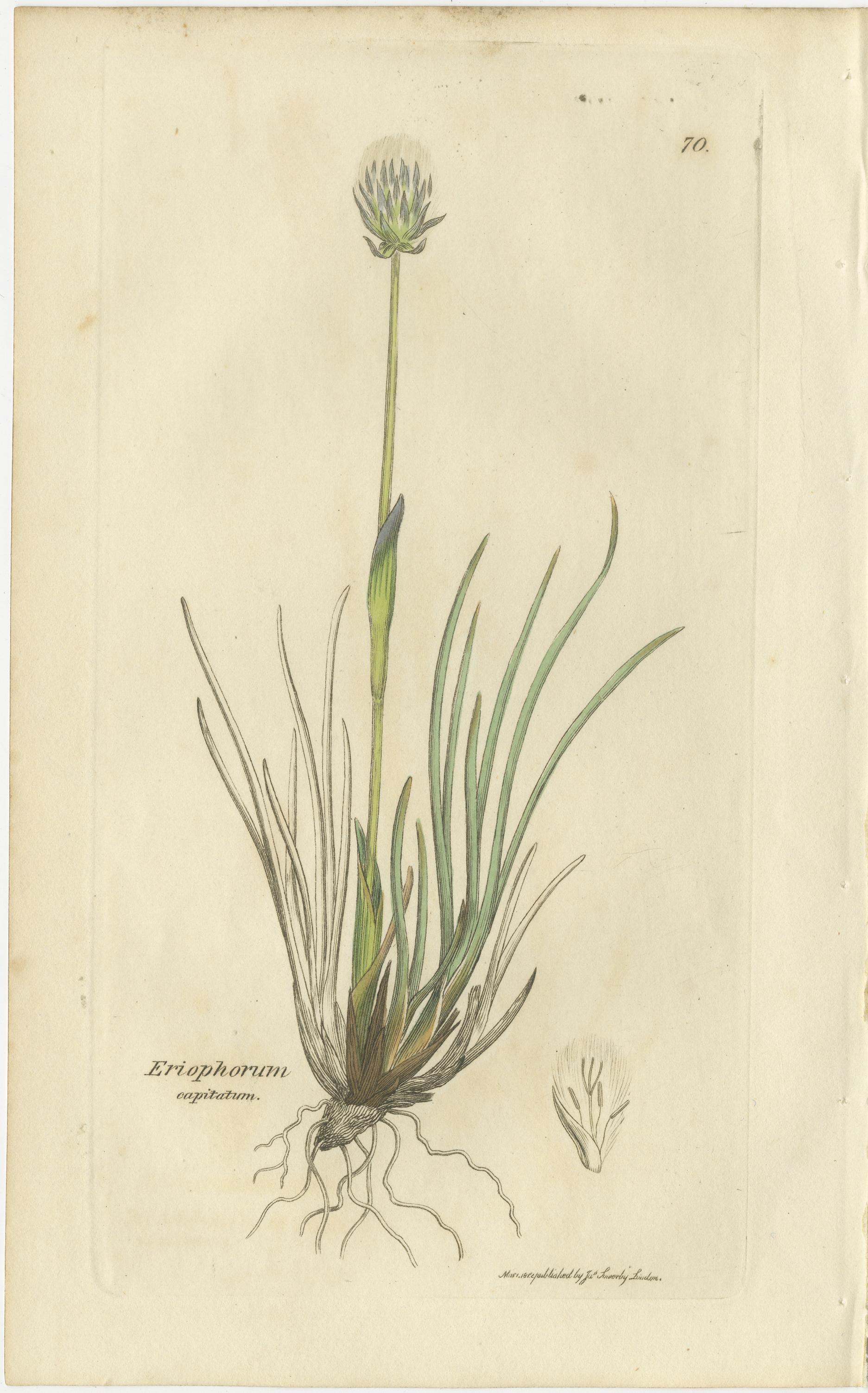 Papier Ensemble de 8 gravures botaniques anciennes du scirpe, de la linaigrette et de l'agrostis, 1830 en vente