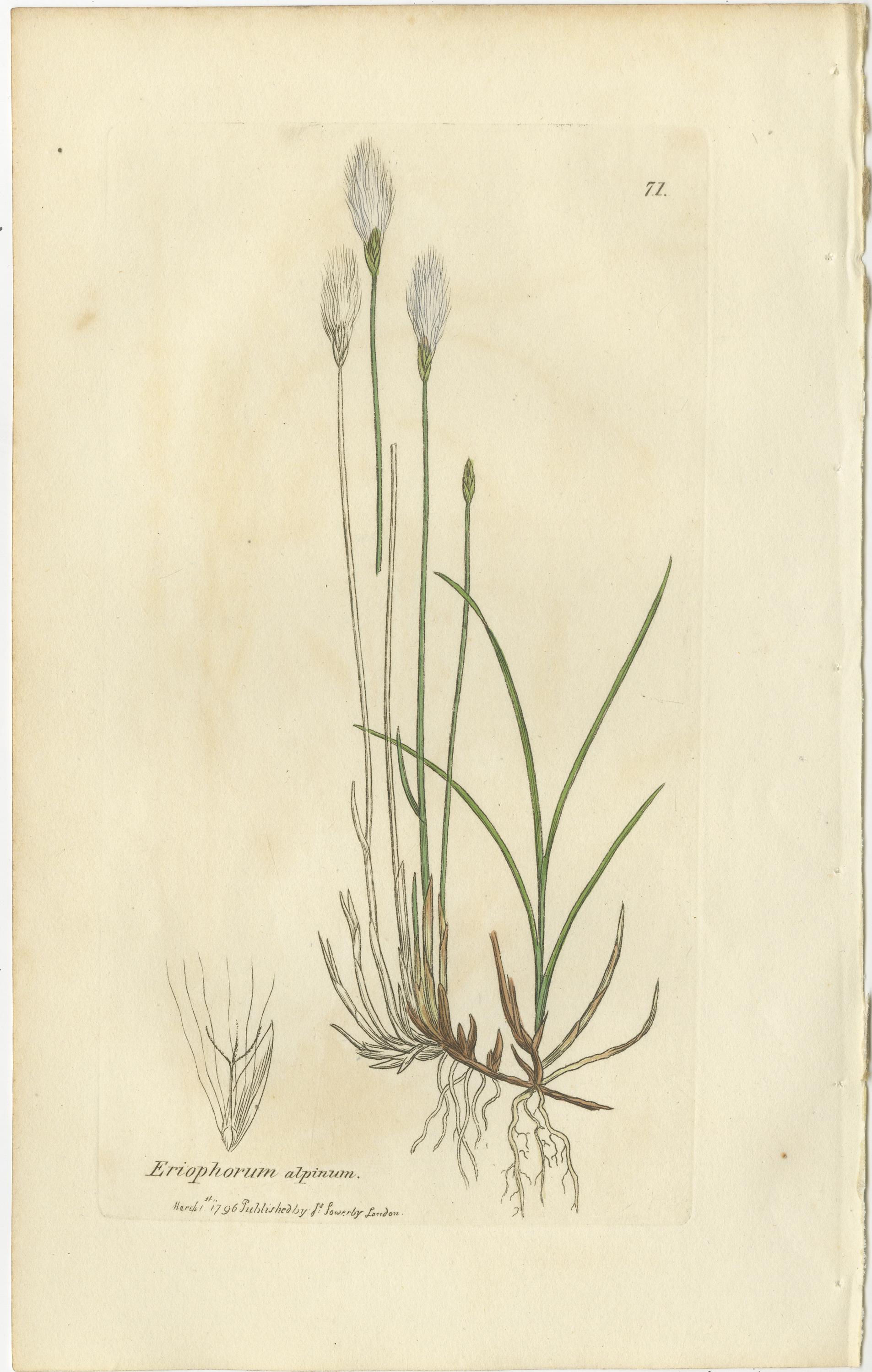 Ensemble de 8 gravures botaniques anciennes du scirpe, de la linaigrette et de l'agrostis, 1830 en vente 1
