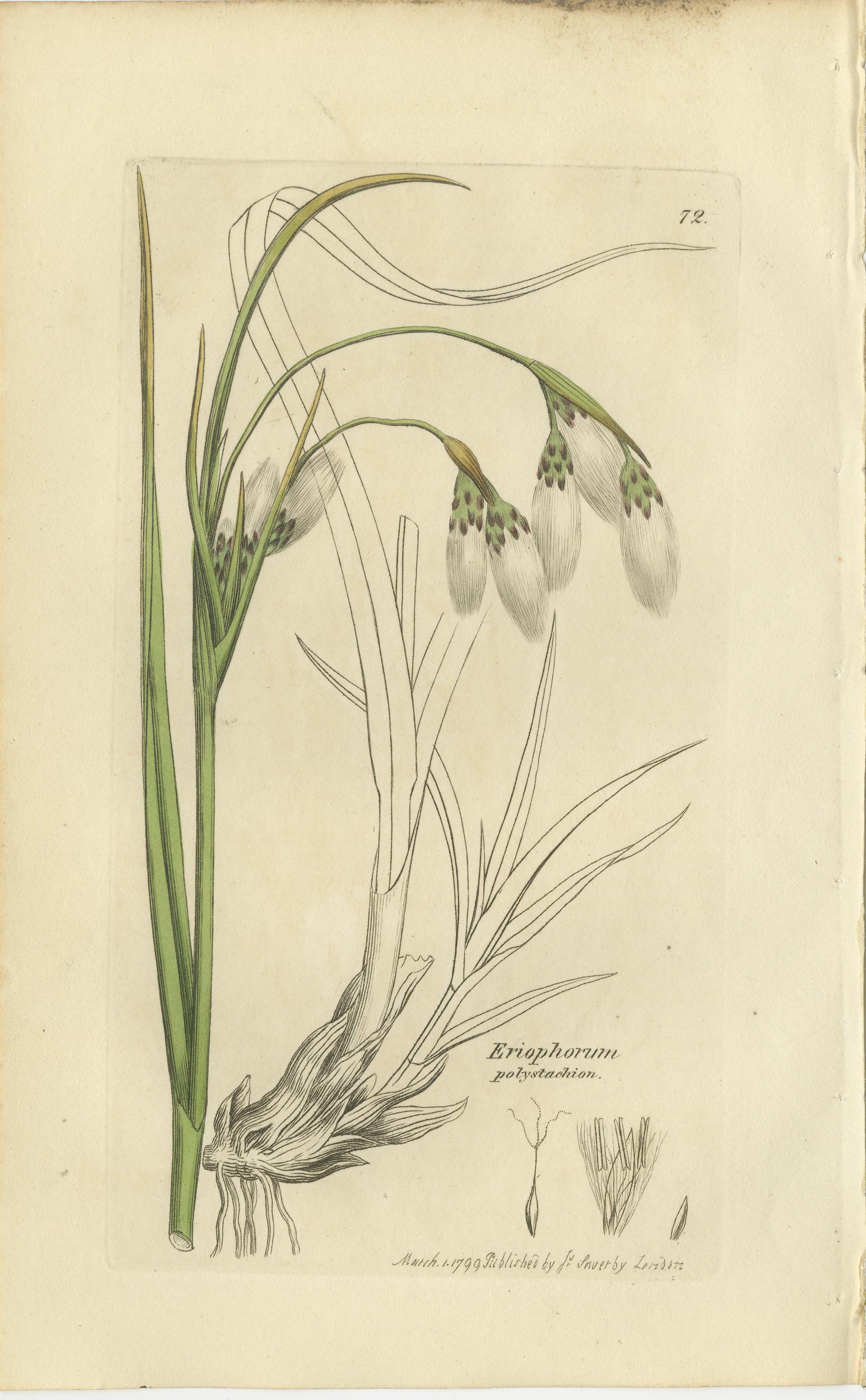 Ensemble de 8 gravures botaniques anciennes du scirpe, de la linaigrette et de l'agrostis, 1830 en vente 2