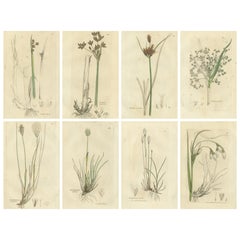 Set of 8 Antique Botanical Engravings of Bulrush, Cottongrass & Arrowgrass, 1830