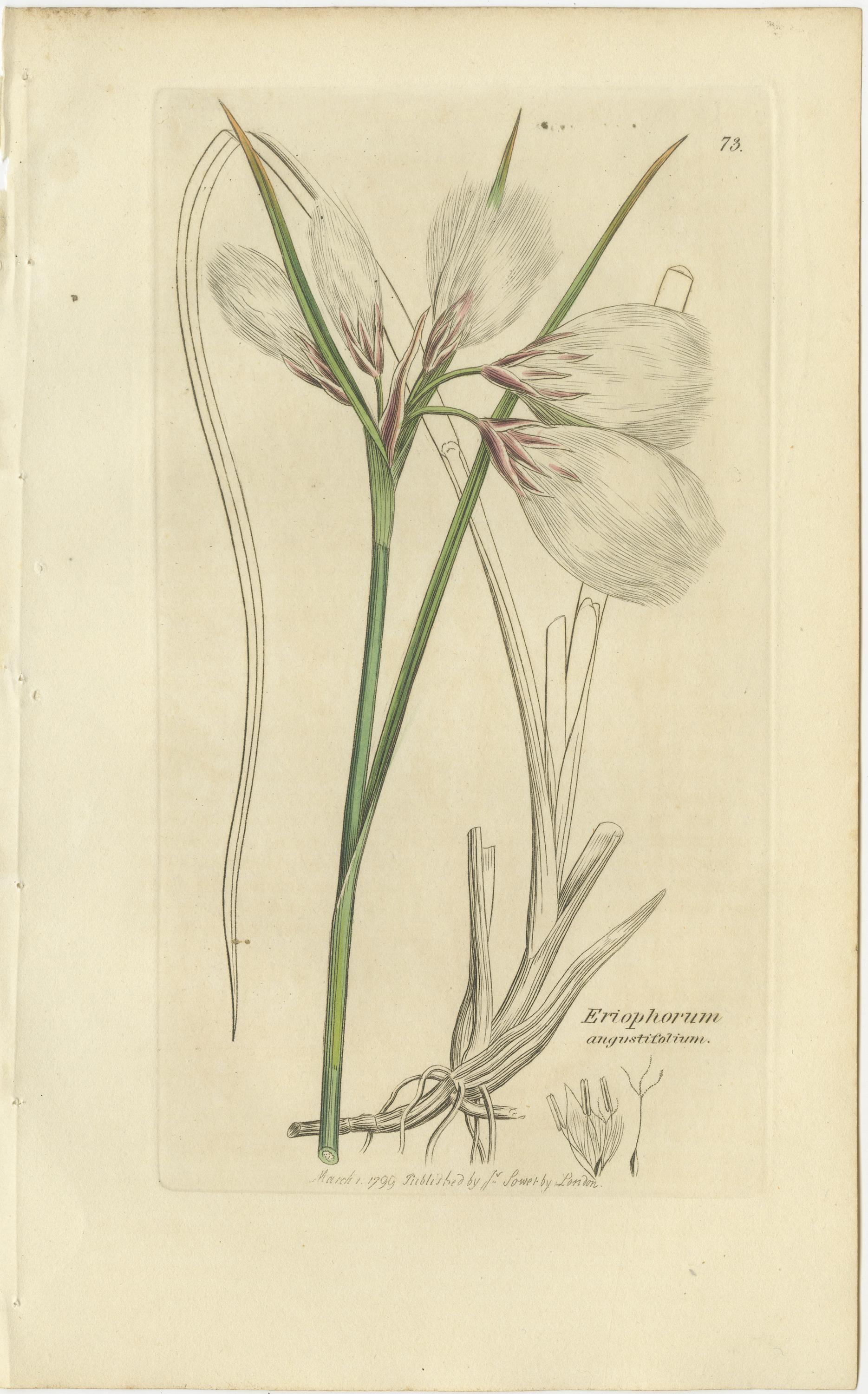 Ensemble de 8 gravures botaniques anciennes de linaigrettes, de roseaux et d'espèces côtières, c.1830.

Cet élégant ensemble de huit gravures botaniques anciennes présente une sélection magnifiquement équilibrée d'herbes britanniques des zones