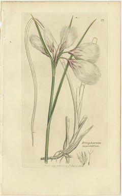 Set di 8 antiche incisioni botaniche di erba di cotone e di erbe costiere, C.C. 1830